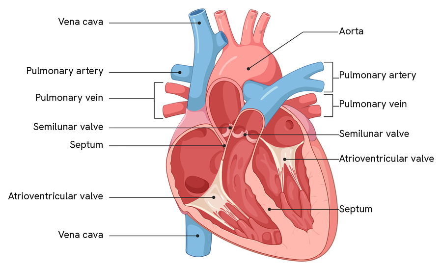 A cut-away human heart with its structures labelled using the names the specification uses: the vena cava entering above and below, the pulmonary artery and pulmonary vein on each side, the aorta, the two semilunar valves where the arteries leave, the two atrioventricular valves between the atria and the ventricles, and the septum dividing the heart