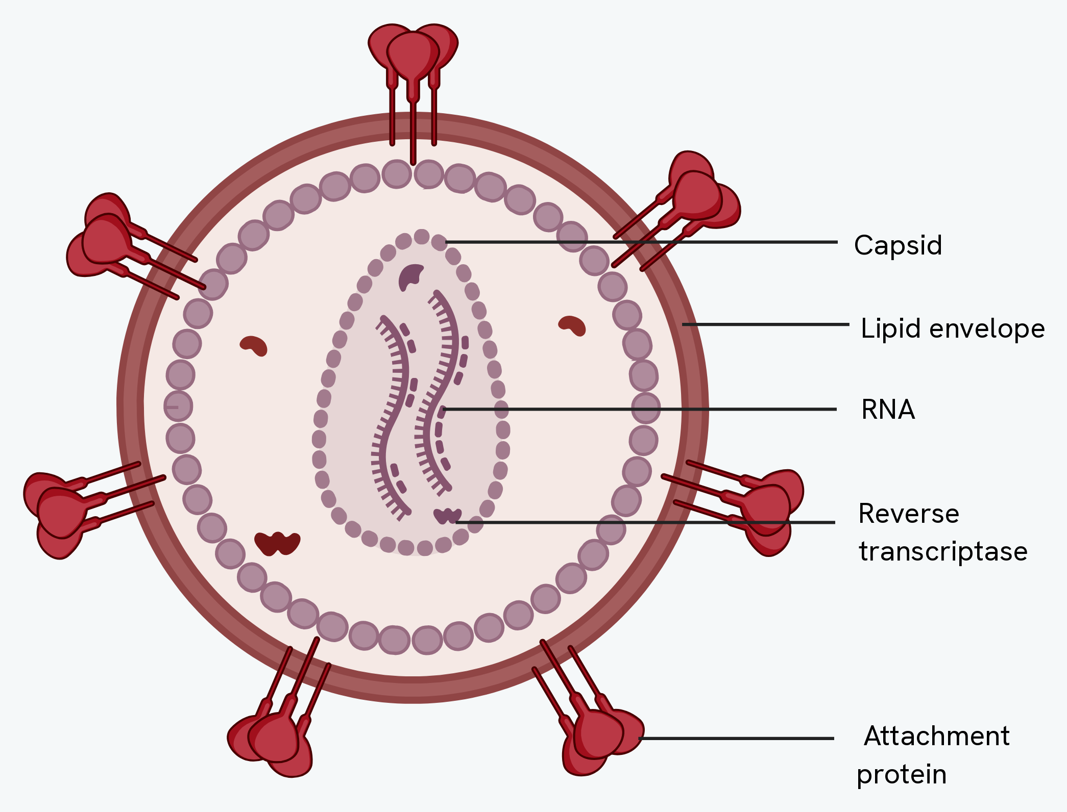 The structure of HIV, showing the attachment proteins, lipid envelope, capsid, RNA and reverse transcriptase