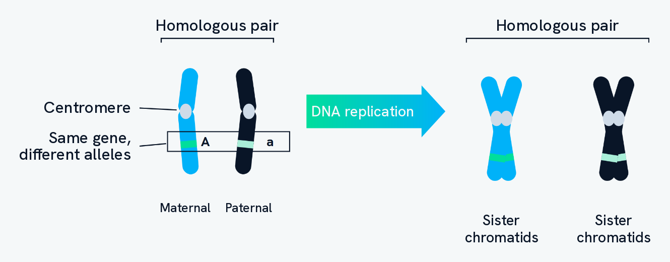 A homologous pair of chromosomes, one maternal and one paternal, each with a centromere and carrying the same gene at the same locus but a different allele, A on one and a on the other. After DNA replication each chromosome is made of two identical sister chromatids joined at the centromere