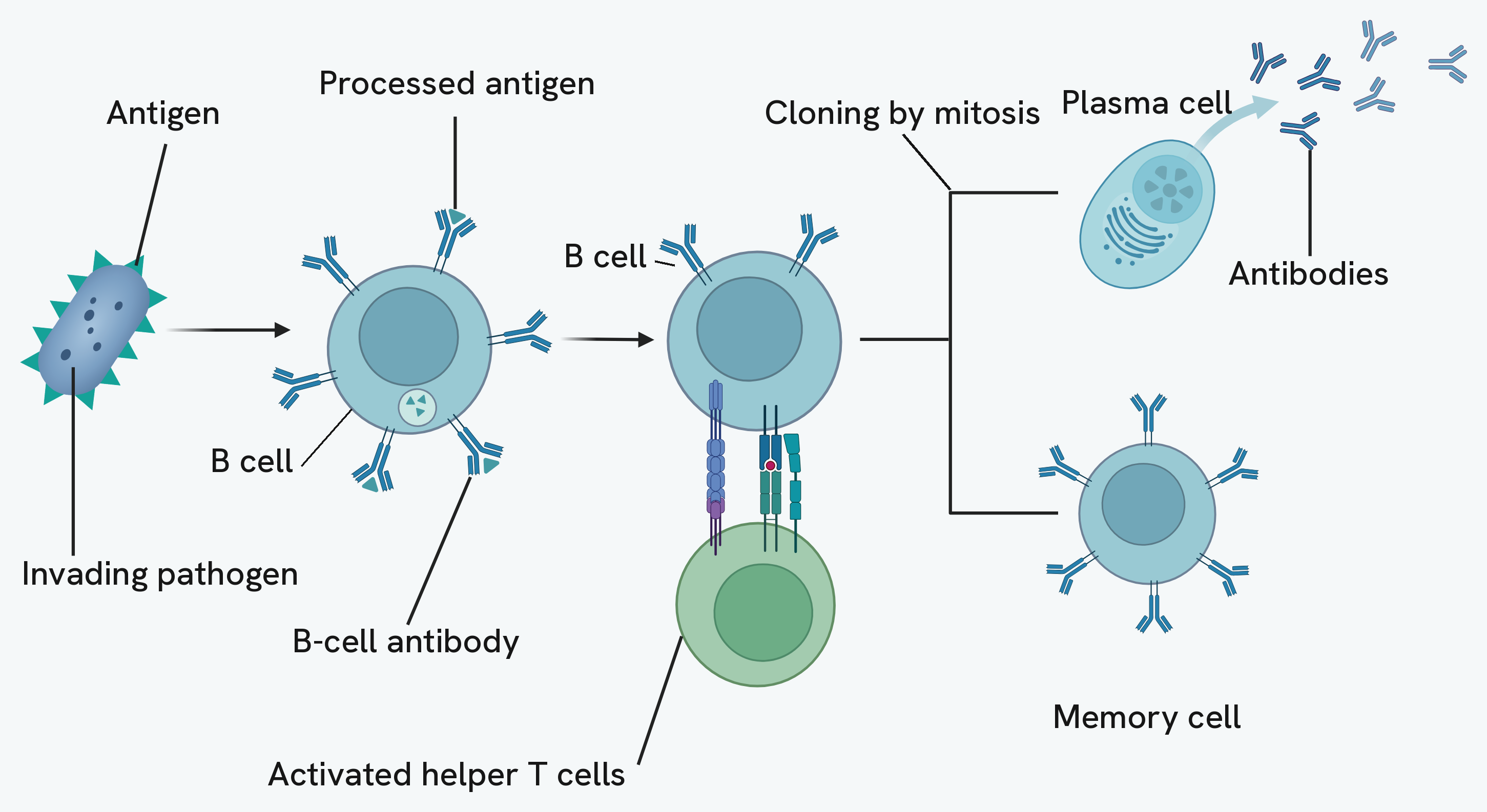The humoral response. An invading pathogen carries antigens on its surface; a B cell takes one up and displays the processed antigen, and its surface antibody is complementary to it. Activated helper T cells bind to that B cell and stimulate it to clone by mitosis, giving plasma cells, which secrete antibodies, and memory cells, which remain in the blood