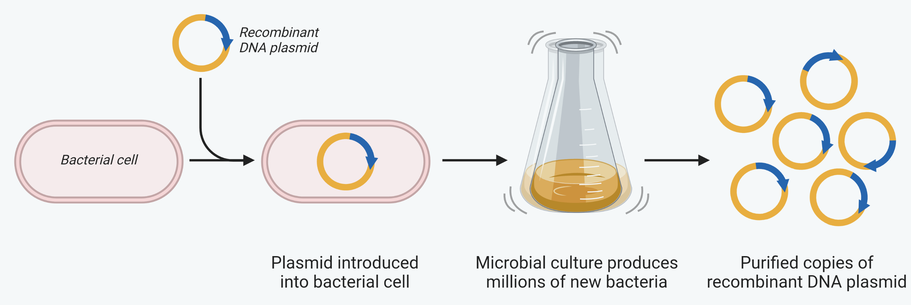 Four stages across the page. A recombinant DNA plasmid is introduced into a bacterial cell. The bacterium is then grown in a flask of culture medium, where it divides to produce millions of new bacteria, each one carrying a copy of the plasmid. Finally the plasmids are extracted and purified, giving many identical copies of the recombinant DNA plasmid