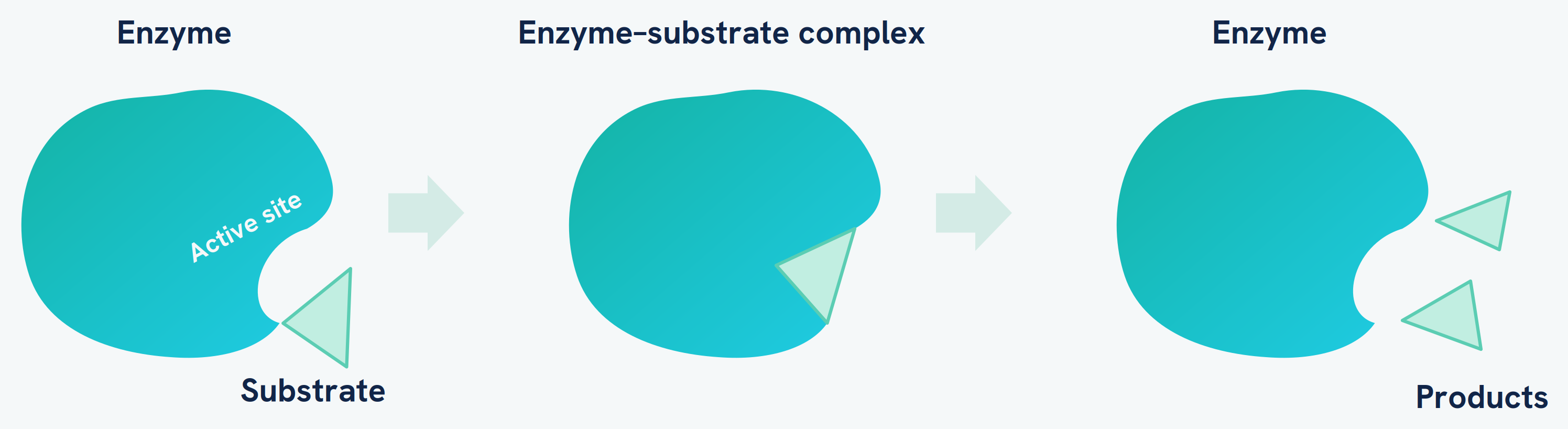 The induced fit model, showing a substrate entering an active site that changes shape to mould around it to form an enzyme-substrate complex, then releasing the products and returning to its original shape