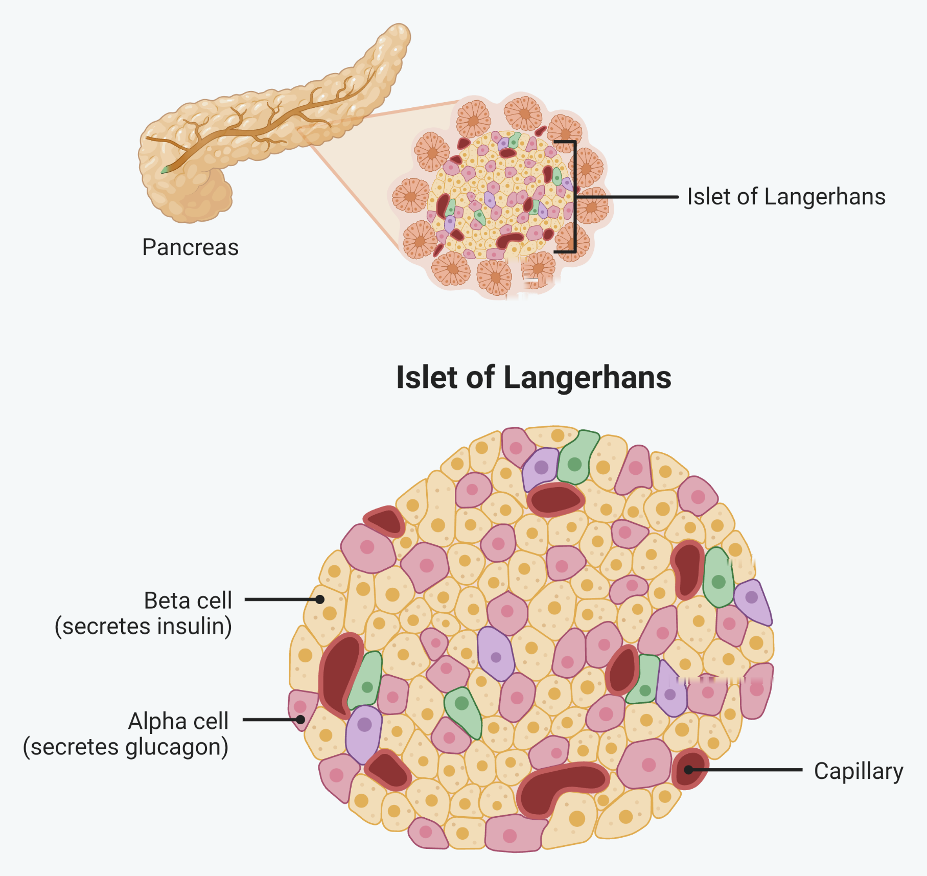 The pancreas, with one islet of Langerhans magnified out of it, and then that islet magnified again. The islet is a ball of cells among the pancreas tissue. In the magnified islet the beta cells, which secrete insulin, make up most of it, the alpha cells, which secrete glucagon, sit around the edge, and capillaries run through it
