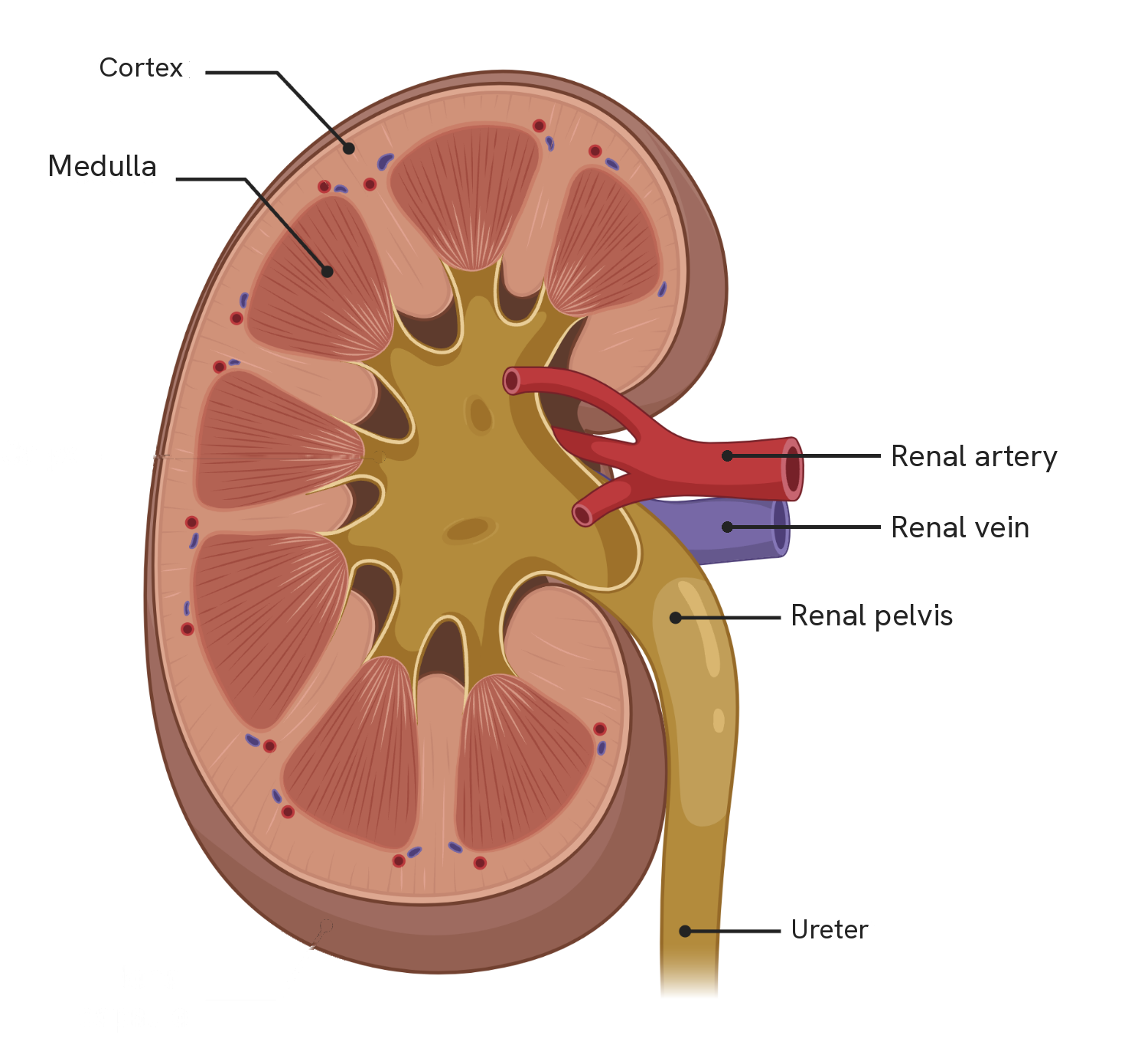 A kidney cut in half lengthways and seen from the front. The cortex is the outer layer, the medulla the paler wedge-shaped tissue inside it. The renal artery and the renal vein enter at the side, one above the other, and open into the renal pelvis, the branching space in the middle, from which the ureter leaves at the bottom