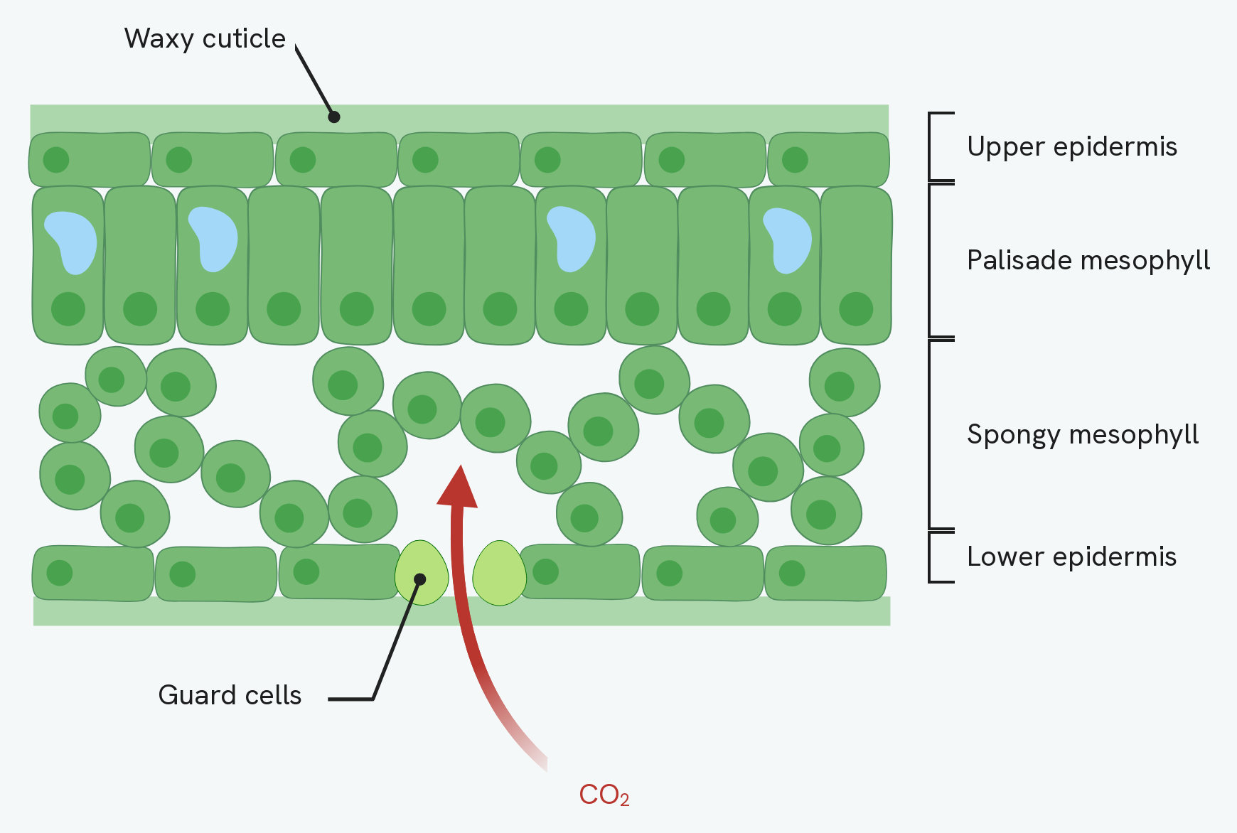 A section cut down through a leaf. A waxy cuticle covers the surface, then a single layer of upper epidermis cells, then tall palisade mesophyll cells packed with chloroplasts, then loosely packed round spongy mesophyll cells with air spaces between them, and a lower epidermis at the bottom. Two pale guard cells sit in the lower epidermis with a gap between them, and a red arrow shows carbon dioxide passing up through the gap into the air spaces