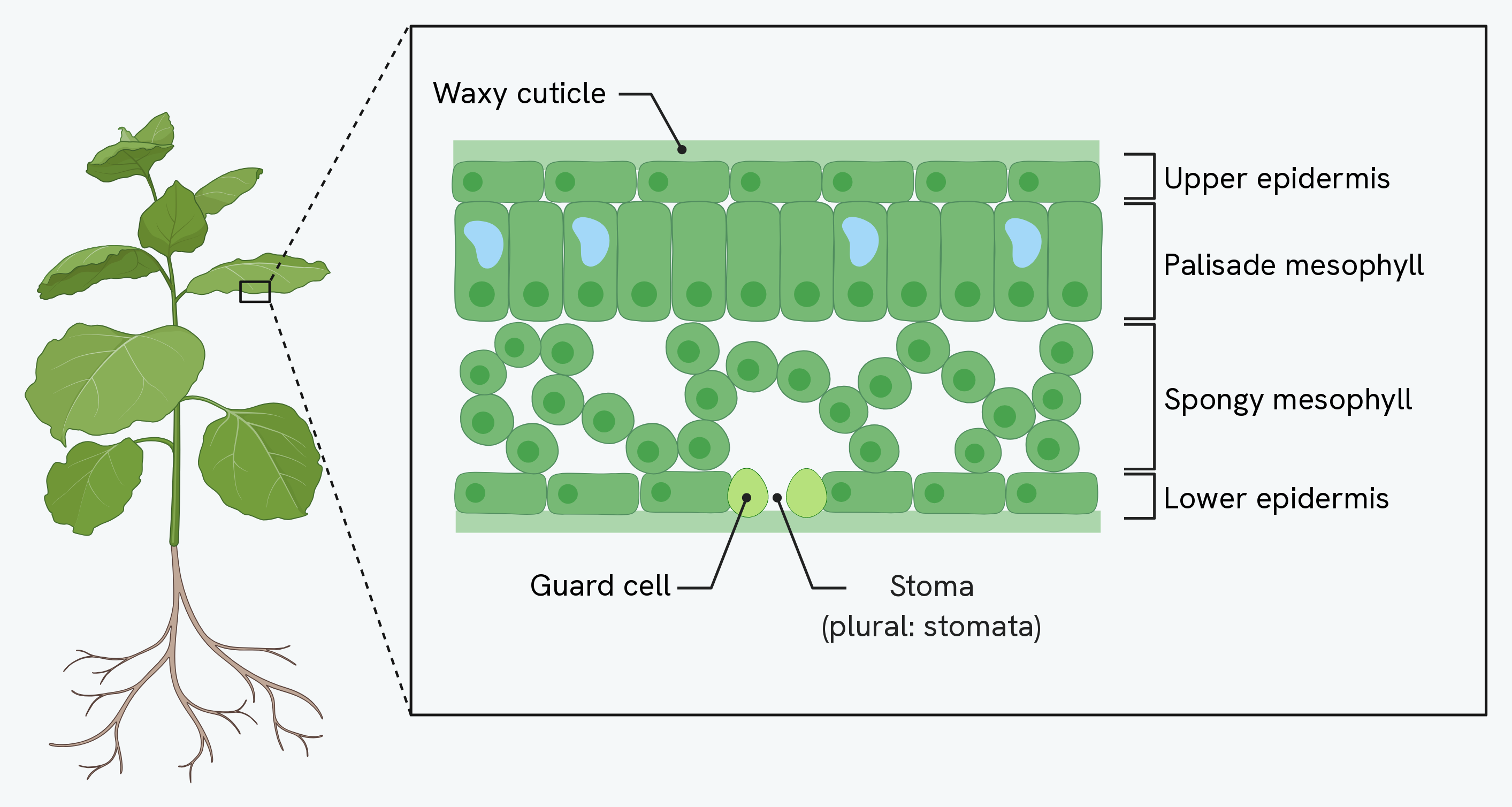 A cross-section of a leaf, showing the waxy cuticle, the upper and lower epidermis, the palisade and spongy mesophyll, and a stoma with its guard cells