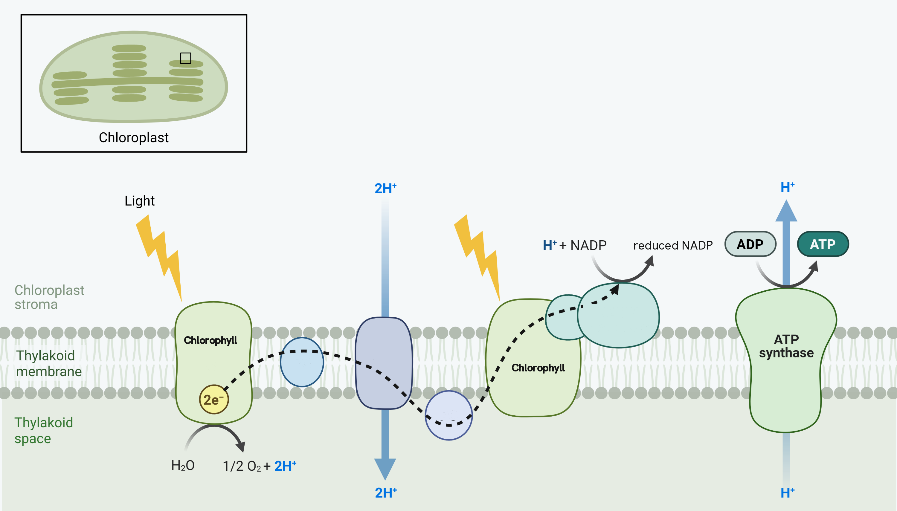 The light-dependent reaction drawn across a thylakoid membrane, with the chloroplast stroma above and the thylakoid space below. Light strikes chlorophyll in a complex on the left, releasing two electrons, and water is split beneath it into half a molecule of oxygen and two protons. The electrons follow a dashed path through a chain of carriers in the membrane, and the energy they release drives protons from the stroma down into the thylakoid space. Light strikes chlorophyll again in a second complex further along, and at the end of the chain a proton and an electron join NADP to make reduced NADP. On the right, protons flow back up out of the thylakoid space through ATP synthase, which joins ADP and phosphate into ATP