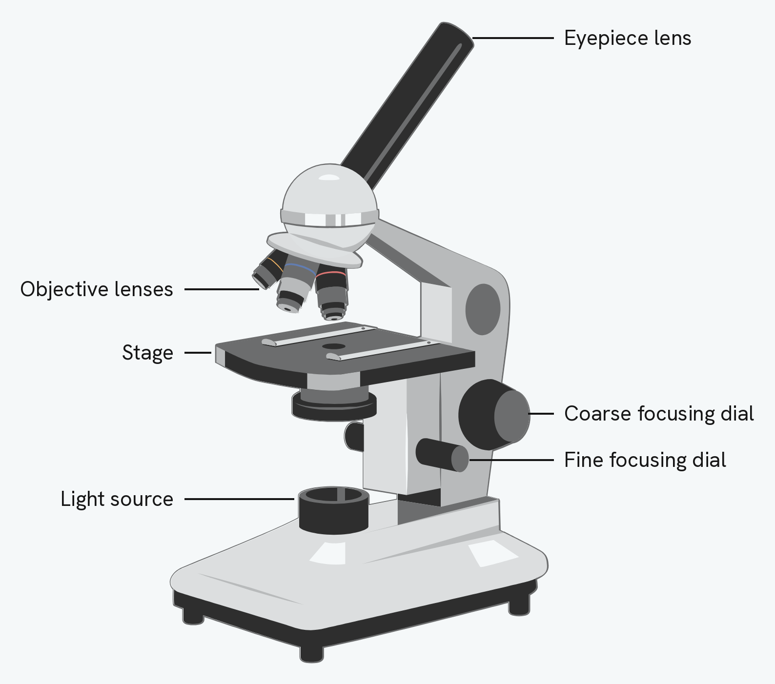 A light microscope with its parts labelled: the eyepiece lens at the top of the tube, the objective lenses on the revolving nosepiece, the stage the slide sits on, the coarse and fine focusing dials on the arm, and the light source in the base