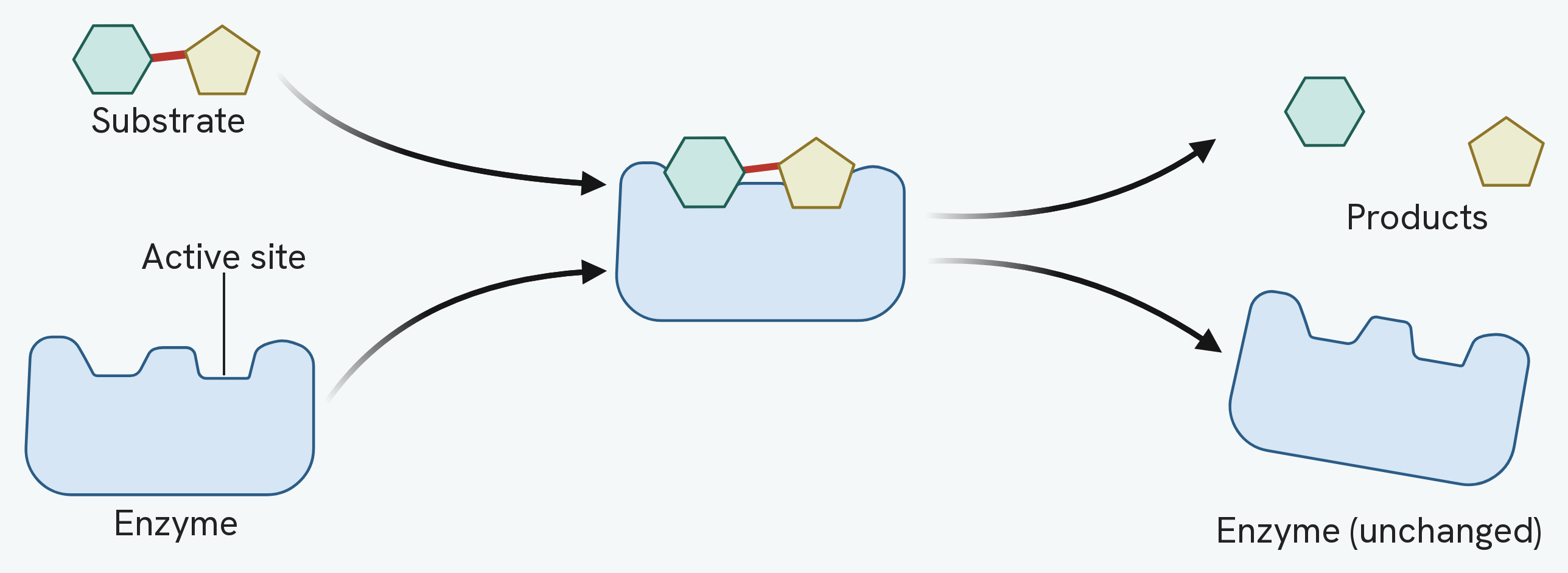 The lock and key model. On the left is a substrate, drawn as a hexagon joined to a pentagon, and below it a free enzyme whose active site is a notch of matching shape. In the middle the substrate is sitting in that active site. On the right the two halves of the substrate have separated into products and moved away, and the enzyme is left with its active site empty and its shape unaltered