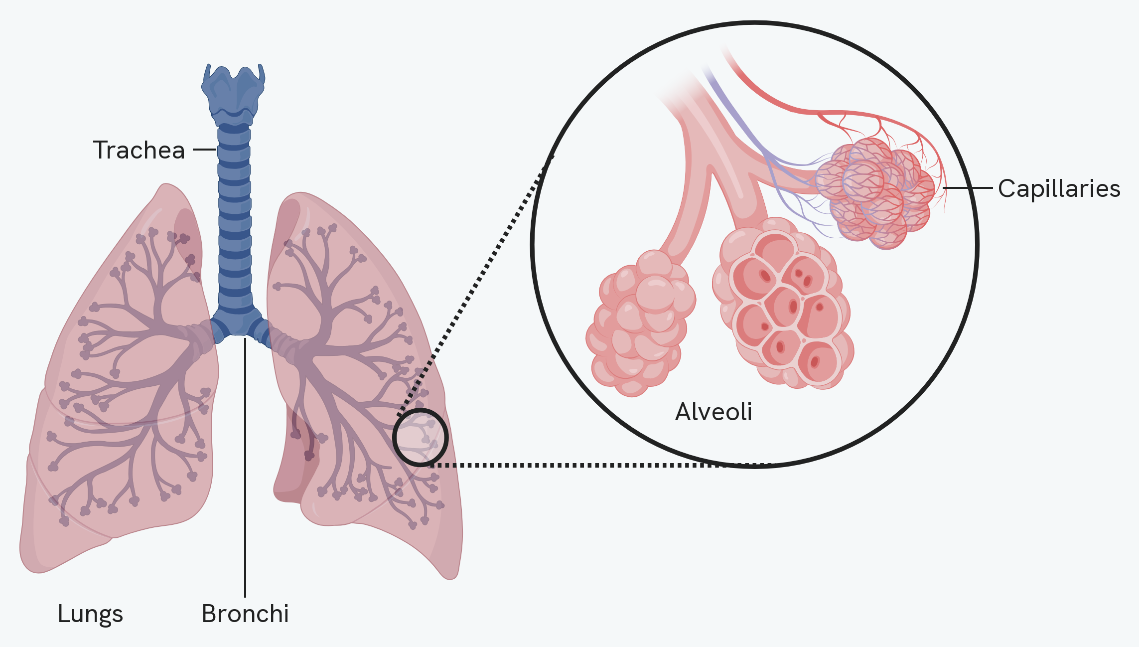 The lungs, with the trachea running down the middle and dividing into the two bronchi, one entering each lung, and a circular inset magnifying a small region of lung tissue. Inside the inset a tube branches into clusters of alveoli, one cluster cut open to show the individual air sacs inside it, and another covered by a dense net of capillaries