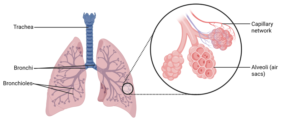 The human gas exchange system. The trachea runs down the middle and divides into two bronchi, one entering each lung, and each bronchus branches repeatedly into finer bronchioles spreading through the lung. A circled detail is enlarged beside it, showing a bronchiole ending in clusters of alveoli, with a dense capillary network wrapped around them
