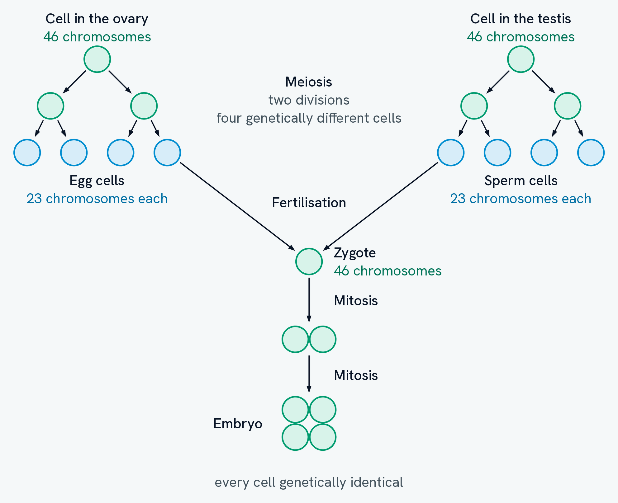 One cell in the ovary and one in the testis, each dividing twice to give four gametes. The body cells are marked 46 chromosomes and drawn green, the gametes 23 chromosomes each and drawn cyan. Arrows carry one egg and one sperm into a single zygote, green again at 46 chromosomes, which then divides by mitosis into two cells and again into a block of four labelled embryo