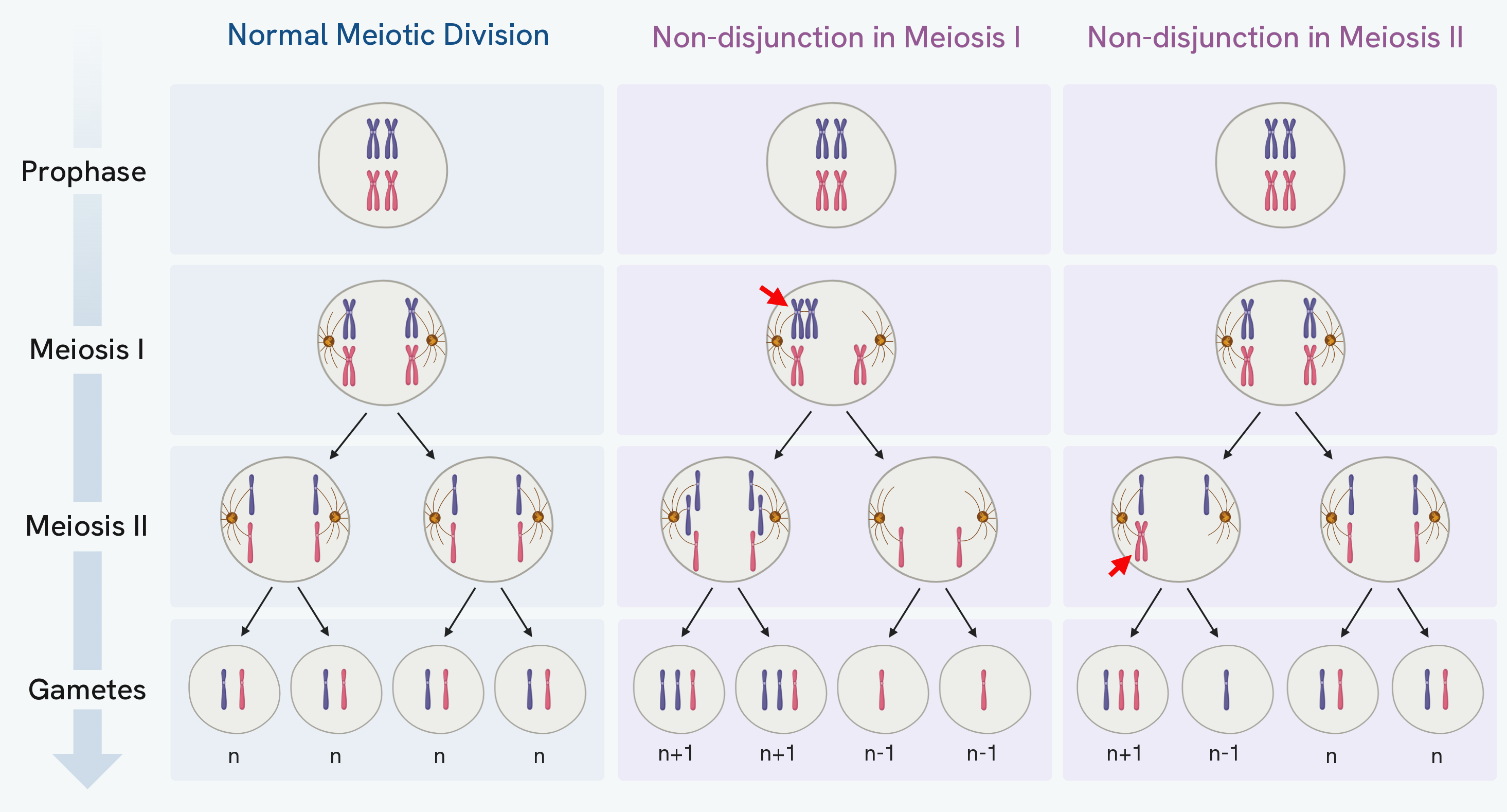 Normal meiosis compared with non-disjunction in meiosis I and in meiosis II, followed through prophase, meiosis I and meiosis II to the gametes, showing normal haploid gametes against gametes with an extra (n+1) or a missing (n-1) chromosome