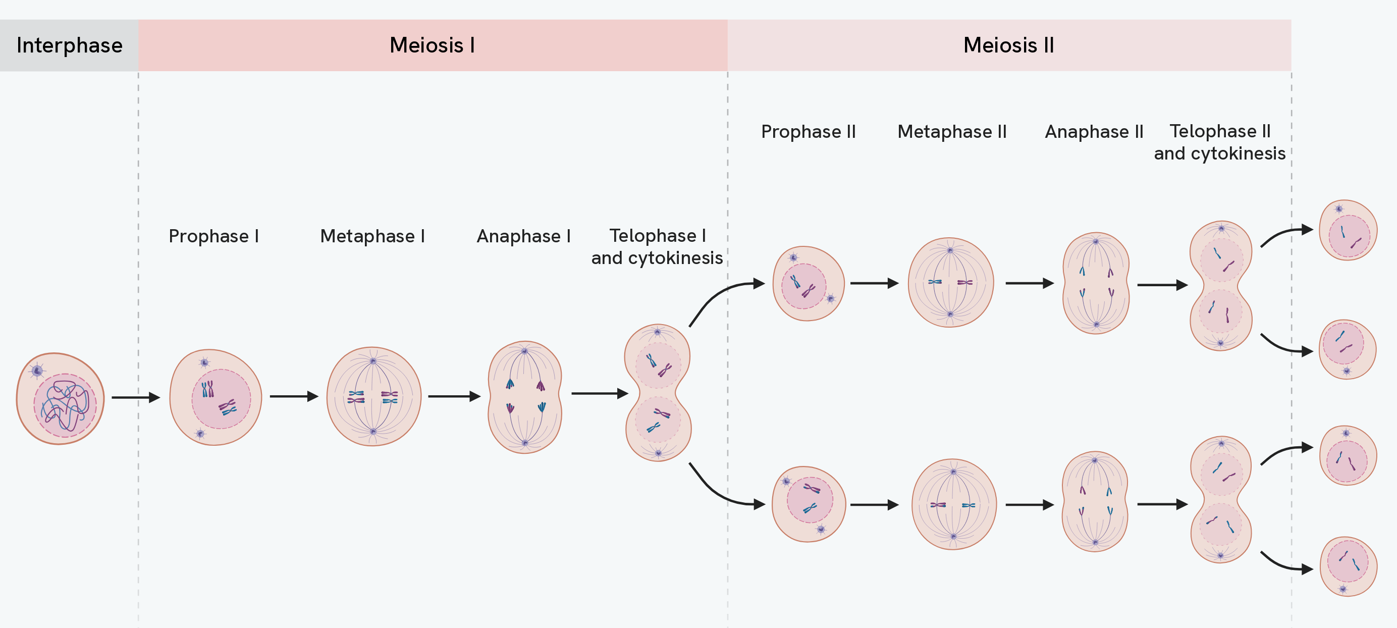 An overview of meiosis. A diploid cell replicates its DNA in interphase, then meiosis I runs through prophase I, metaphase I, anaphase I and telophase I to separate the homologous chromosomes into two cells, and meiosis II repeats the four stages in each of those cells to separate the chromatids, giving four haploid daughter cells