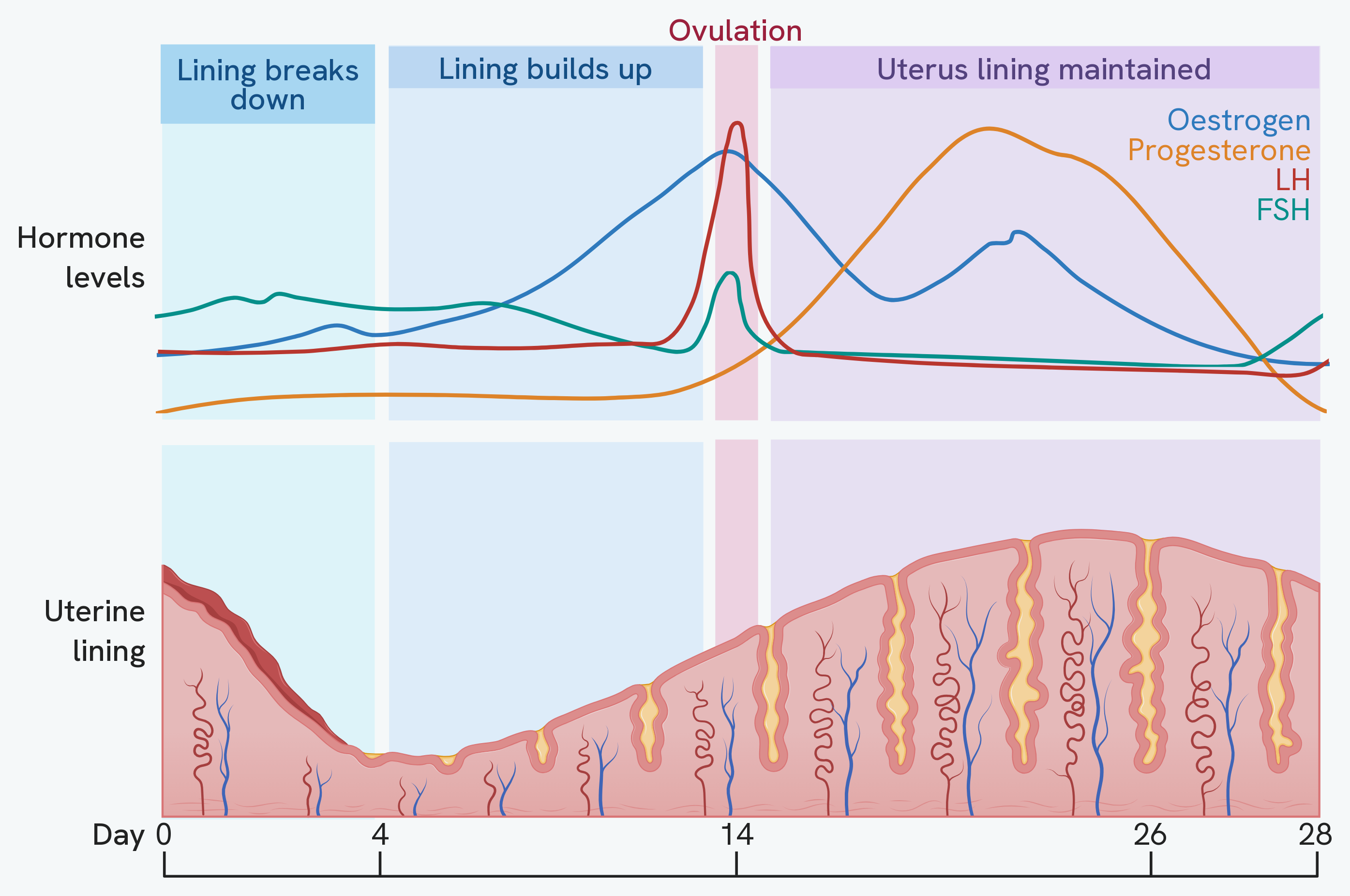 The 28 day menstrual cycle. The upper graph plots the four hormones: FSH rises early, oestrogen climbs to a peak just before day 14, LH spikes sharply at day 14 to trigger ovulation, and progesterone rises through the second half and falls at the end. The lower drawing shows the uterus lining over the same days: breaking down and shed from day 0 to 4, building up again to day 14, then maintained thick until it breaks down as the cycle restarts