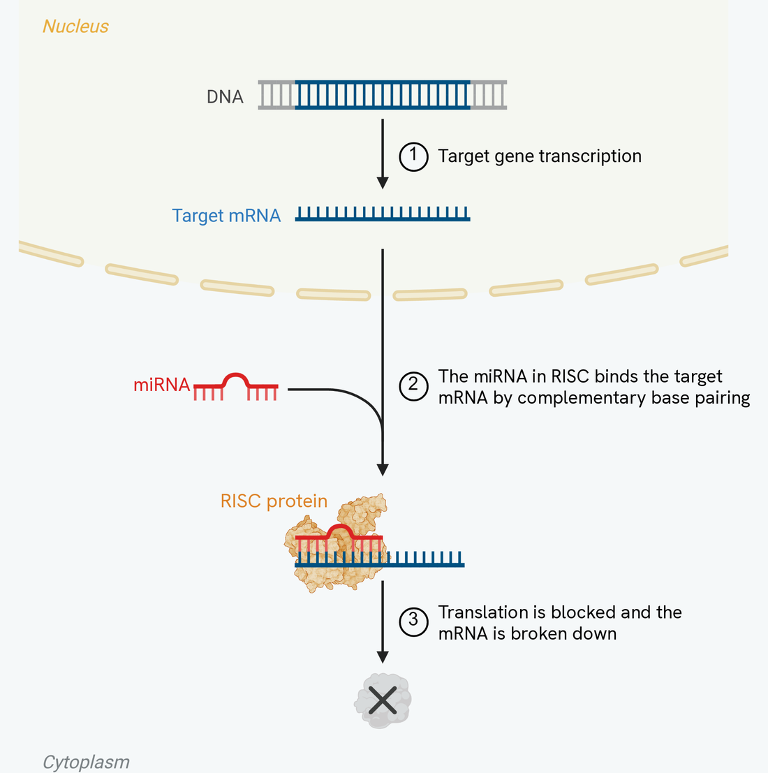 The miRNA mechanism, numbered one to three. In the nucleus a target gene on the DNA is transcribed into a target mRNA. The mRNA passes out through the nuclear envelope into the cytoplasm, where a miRNA held in a RISC protein binds to it by complementary base pairing. An arrow leads from the bound complex down to a grey mass marked with a cross, where translation is blocked and the mRNA is broken down