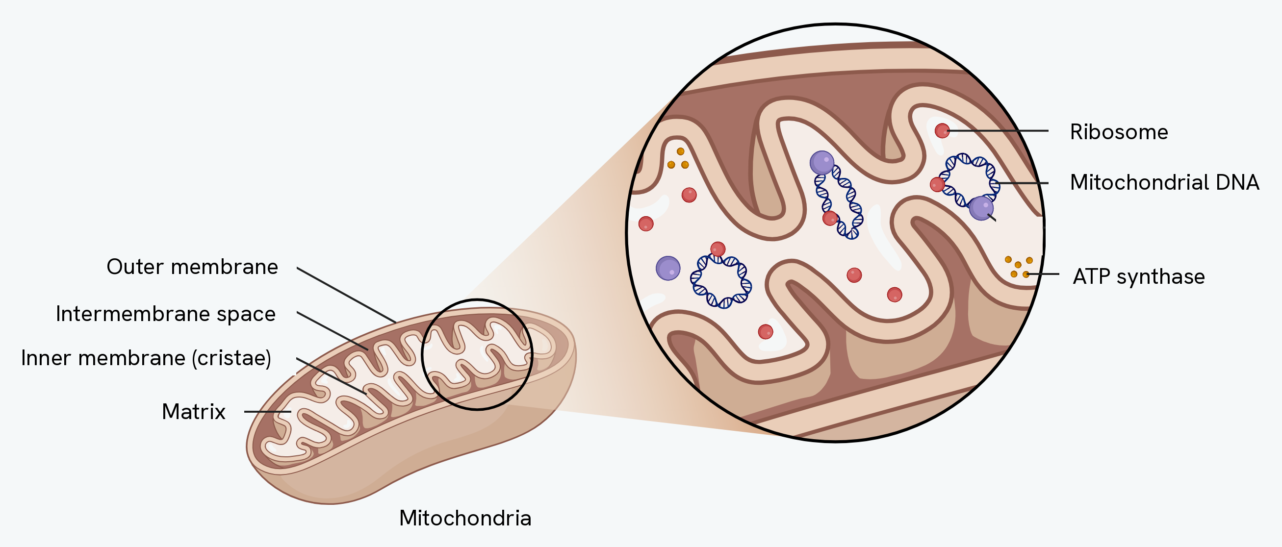 A mitochondrion, showing the outer membrane, intermembrane space, inner membrane (cristae) and matrix, with a magnified view of the ribosomes, mitochondrial DNA and ATP synthase