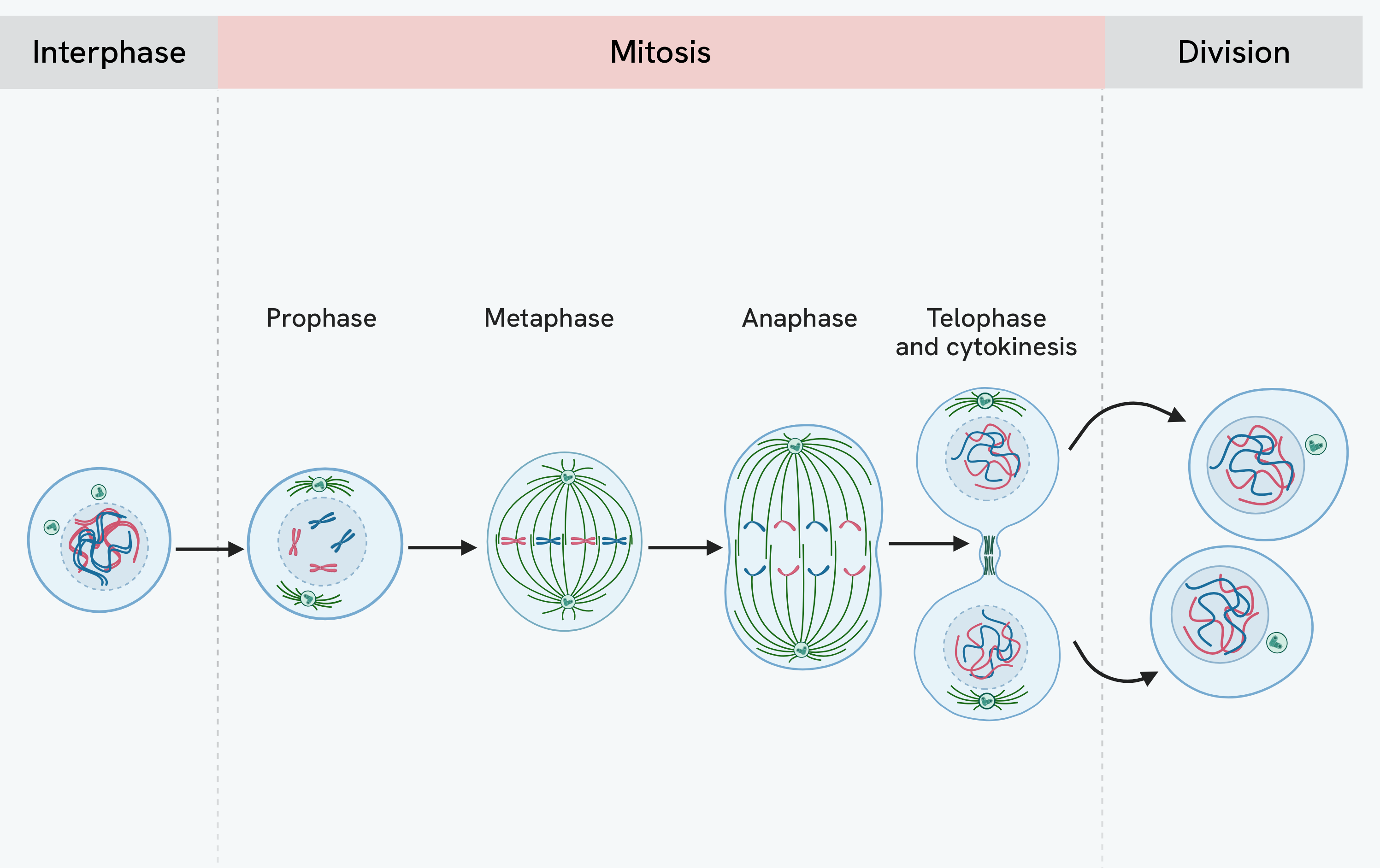 The same three stages followed through a dividing cell. After interphase, mitosis runs through prophase with the chromosomes condensed, metaphase with them lined up on the spindle, anaphase with the copies pulled to opposite ends, and telophase with two nuclei reforming, and cytokinesis then gives two genetically identical daughter cells