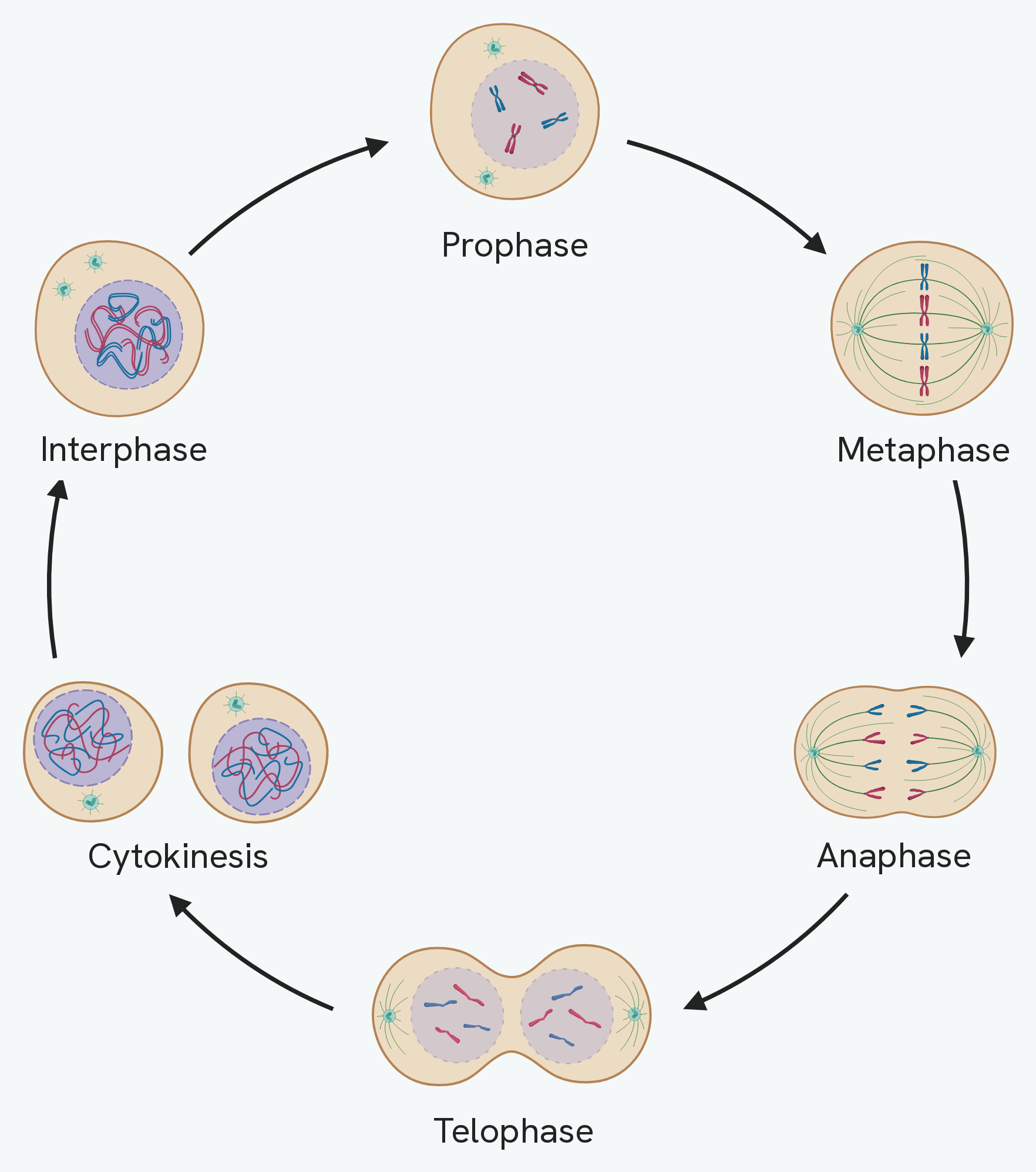 The cell cycle drawn as a loop: interphase, then prophase with the chromosomes condensed inside the nucleus, metaphase with them lined up on the spindle, anaphase with the chromatids pulled to opposite poles, telophase with two nuclei reforming, and cytokinesis giving two separate cells that return to interphase