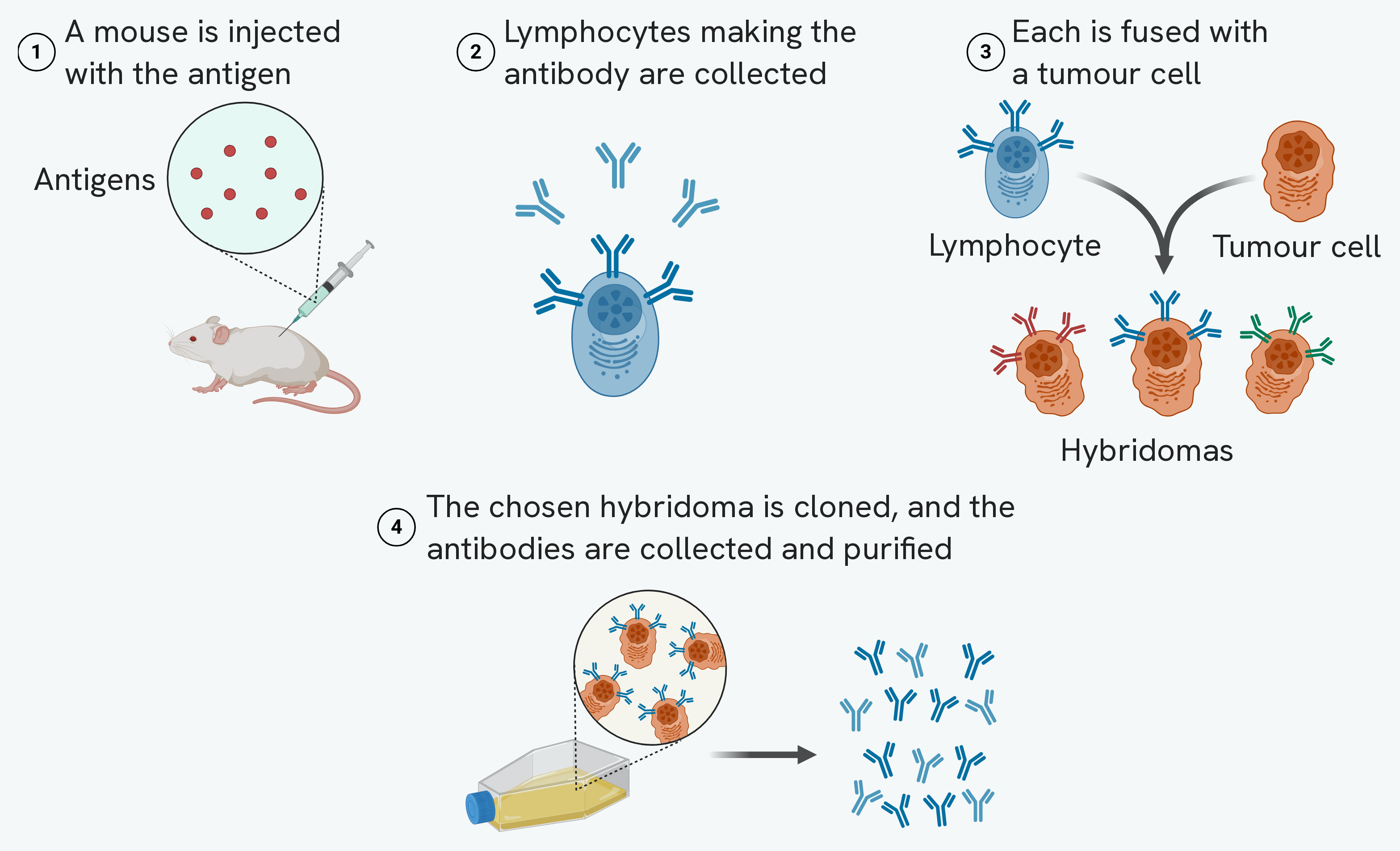 The four steps numbered in order. A mouse is injected with the antigen; the lymphocytes making the antibody are collected; each is fused with a tumour cell to give hybridomas, drawn as three cells carrying three different antibodies; and the chosen hybridoma is cloned in a culture flask, which fills with identical antibodies