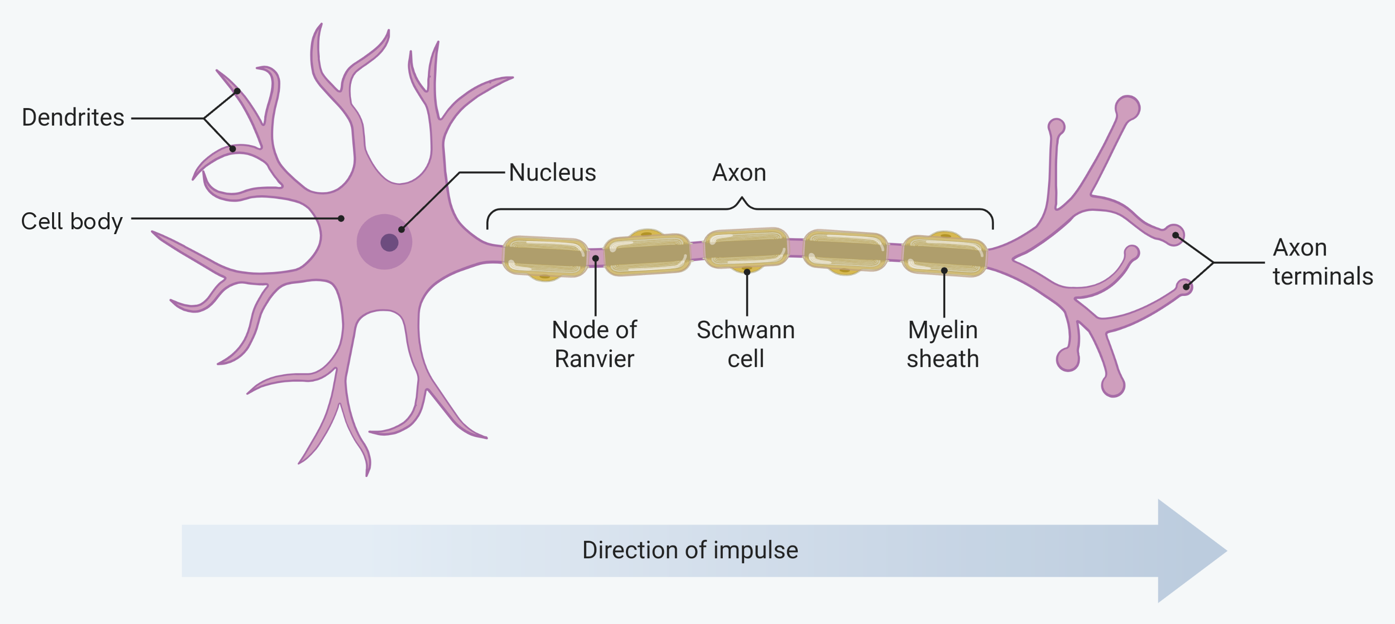 A motor neurone, showing the cell body with its nucleus and the dendrites branching from it, the long axon wrapped in a myelin sheath made by Schwann cells, the nodes of Ranvier in the gaps between sections of myelin, and the axon terminals at the far end. An arrow beneath the cell shows the direction the impulse travels, from the dendrites towards the axon terminals