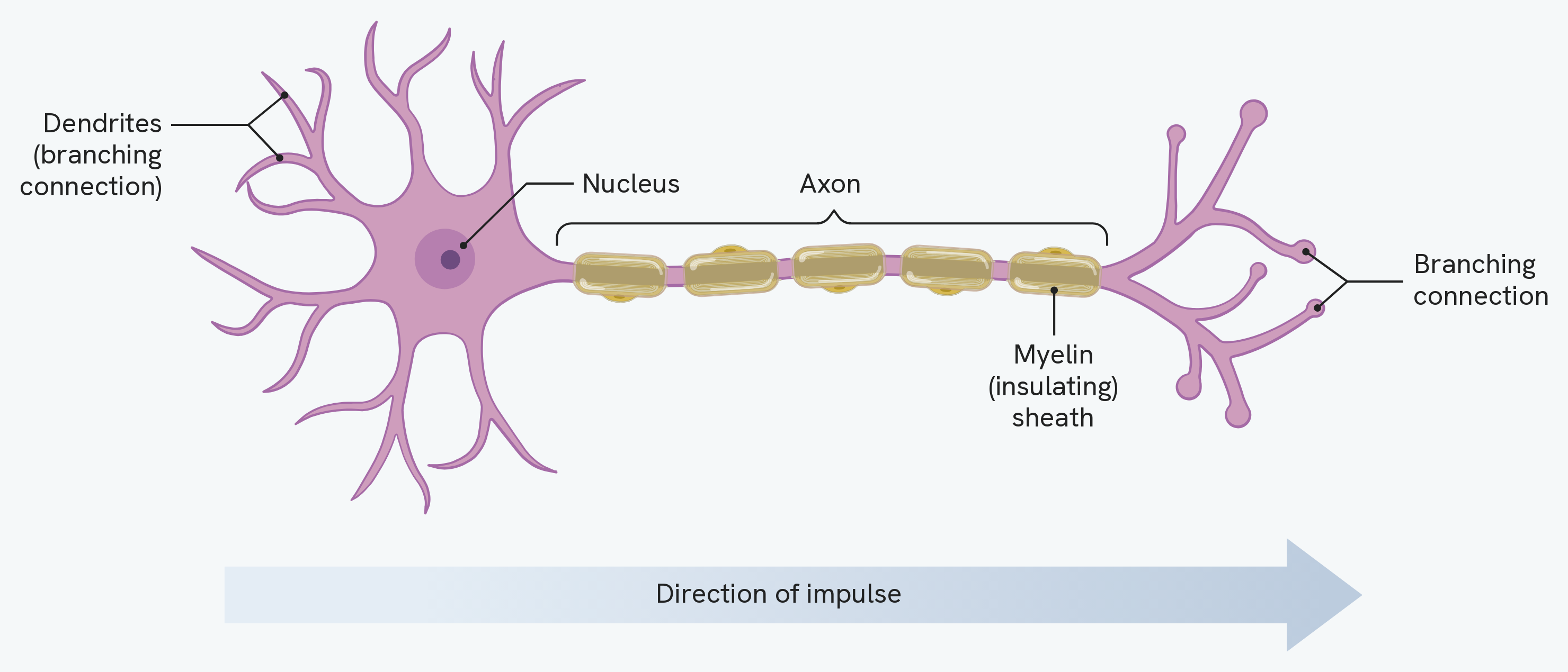 A nerve cell, labelling the dendrites (branching connections) at one end, the nucleus in the cell body, the long axon, the myelin (insulating) sheath along it, and the branching connections at the far end, with an arrow showing the direction the impulse travels