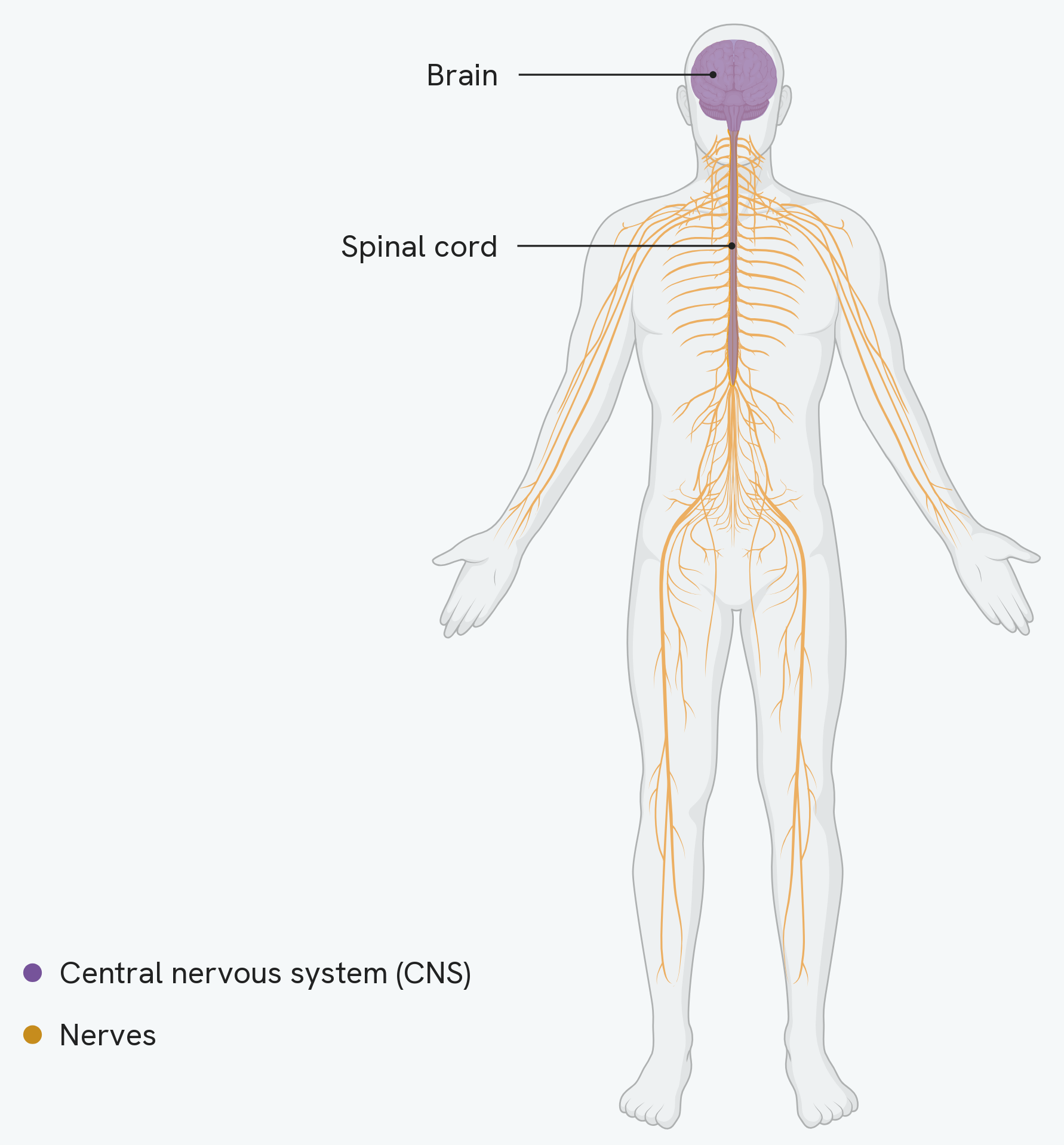 The human nervous system. The central nervous system, shaded purple, is just two structures: the brain in the head and the spinal cord running down the back. Everything shown in orange is nerves, branching out from the spinal cord to reach the arms, legs, chest and every other part of the body