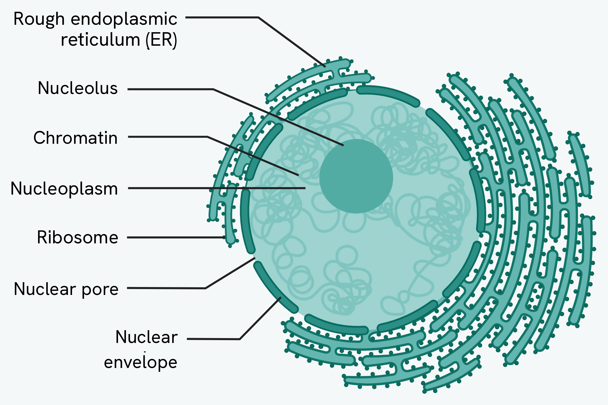 A nucleus, showing the nuclear envelope with nuclear pores, the nucleoplasm, the nucleolus and chromatin, with ribosomes and rough endoplasmic reticulum around it