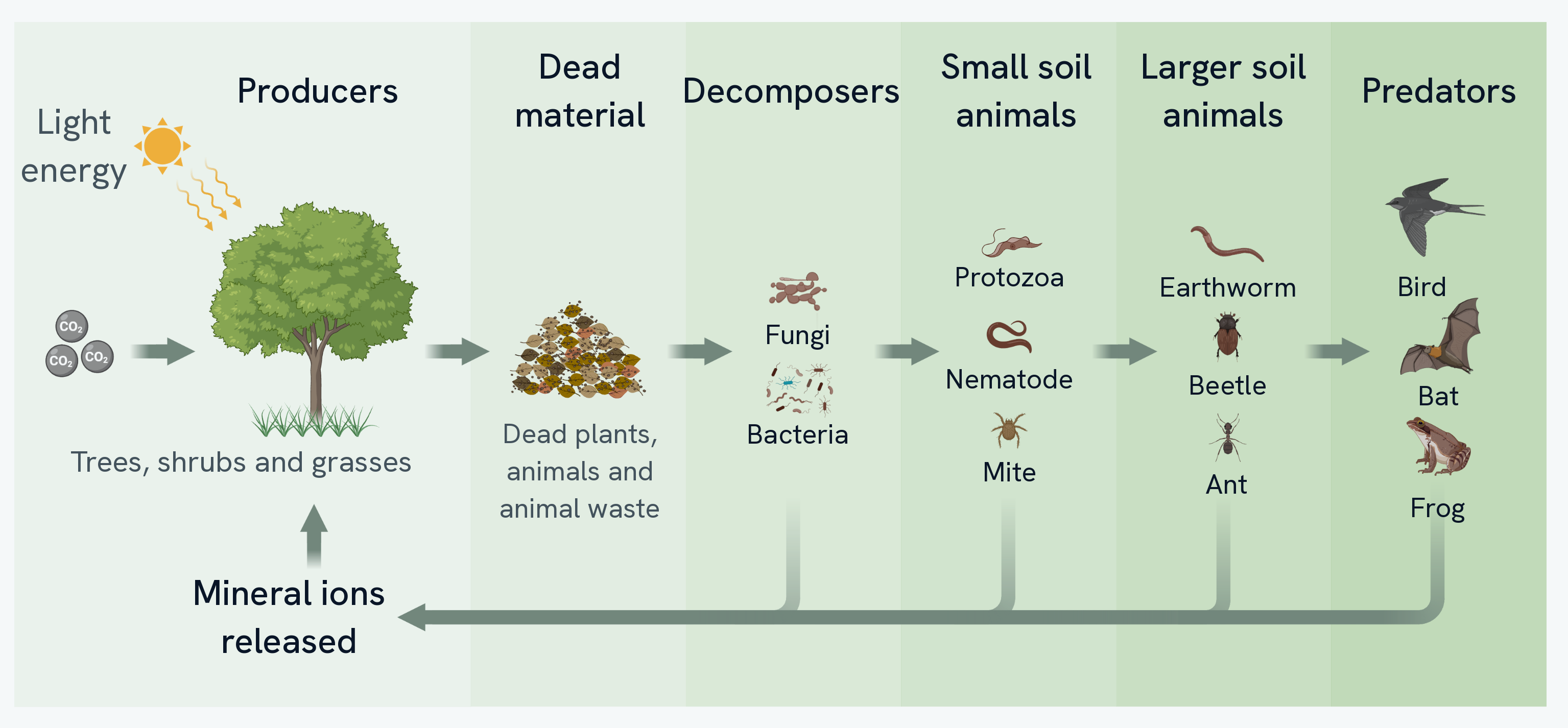 Decay as a loop across six bands. Light energy and carbon dioxide go into producers on the left, the producers die and become dead material, decomposers (fungi and bacteria) break that down, and three further bands of soil animals feed on in turn. An arrow runs back along the bottom from every band to the producers, labelled mineral ions released