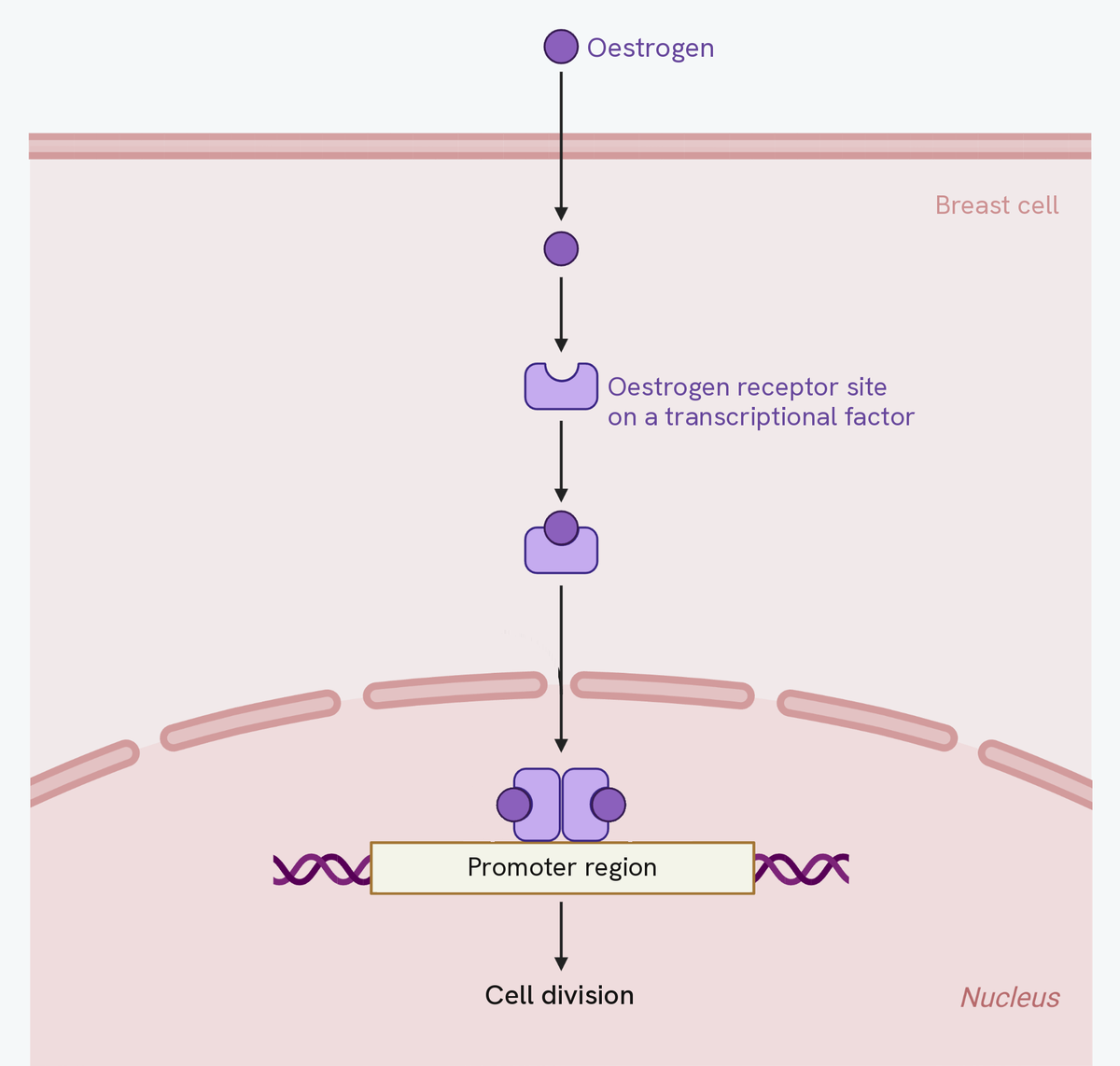 Oestrogen acting on a breast cell. A molecule of oestrogen crosses the cell membrane from outside and moves into the cytoplasm, where it binds to the oestrogen receptor site on a transcriptional factor. The complex then passes through the nuclear envelope into the nucleus and binds to the promoter region of a gene on the DNA, and an arrow from there leads to cell division