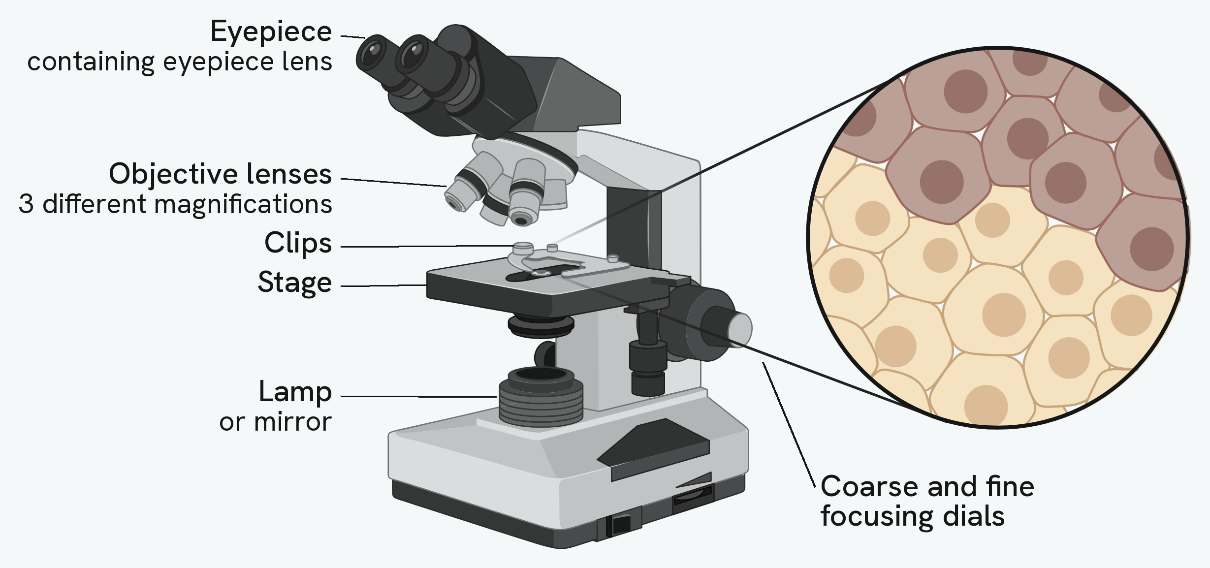 An optical microscope with its parts labelled: the eyepiece containing the eyepiece lens, the objective lenses giving three different magnifications, the clips and the stage that hold the slide, the coarse and fine focusing dials, and the lamp or mirror beneath. Alongside is the view through the eyepiece, a two-dimensional field of stained cells in colour, each showing its outline and nucleus but no detail inside the organelles