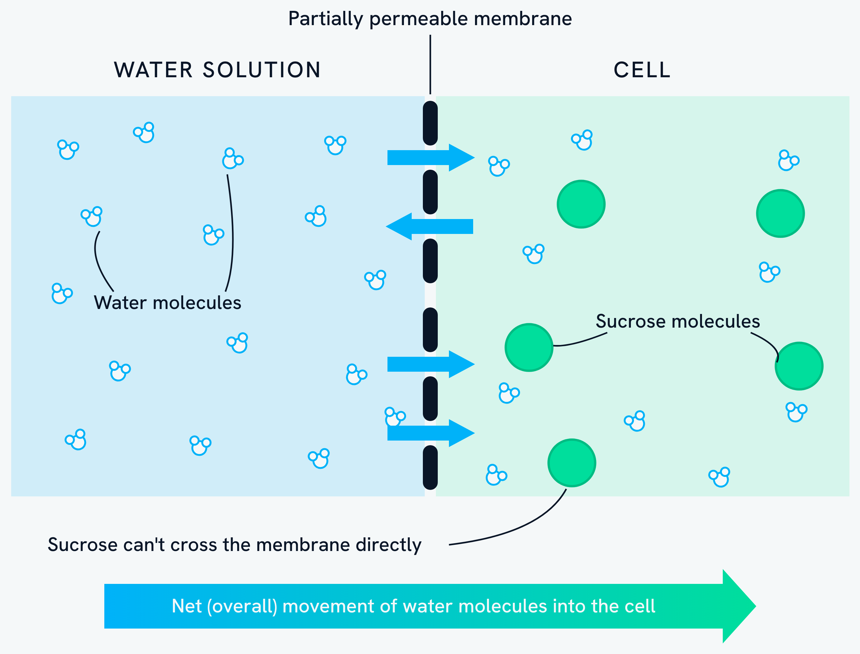 Osmosis across a partially permeable membrane. Water molecules pass both ways through the membrane, but the sucrose molecules dissolved inside the cell are too large to cross it, so the net movement of water is into the cell
