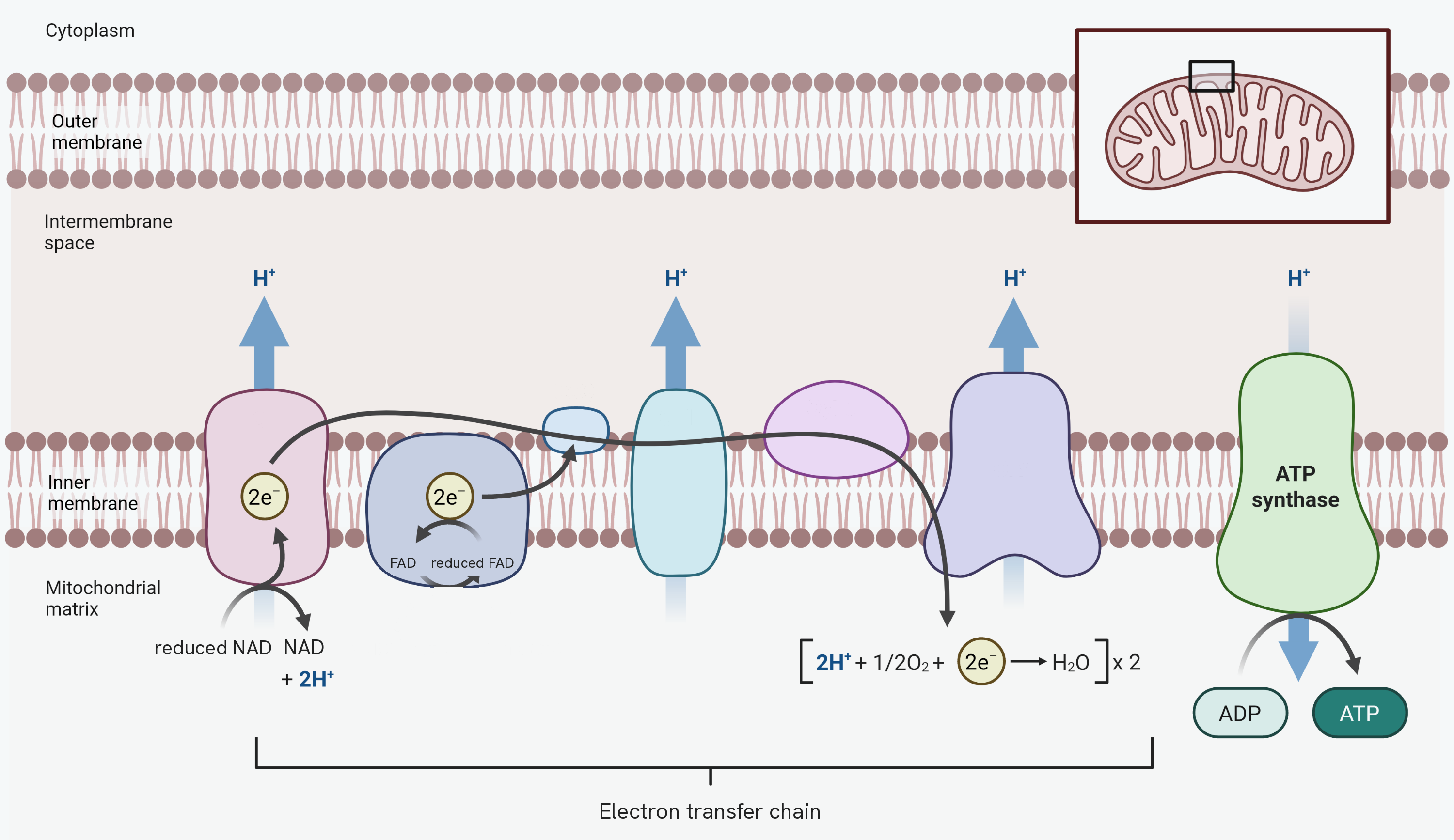 Oxidative phosphorylation across the inner mitochondrial membrane, with the intermembrane space above and the mitochondrial matrix below. Reduced NAD is oxidised at the first carrier, giving up two electrons and leaving NAD, and reduced FAD is oxidised at the second. The electrons pass along the chain of carriers in the membrane, and the energy they release drives protons up into the intermembrane space at three points along it. At the end of the chain, oxygen accepts the electrons and protons to form water. On the right, the protons flow back down into the matrix through ATP synthase, which joins ADP and phosphate into ATP