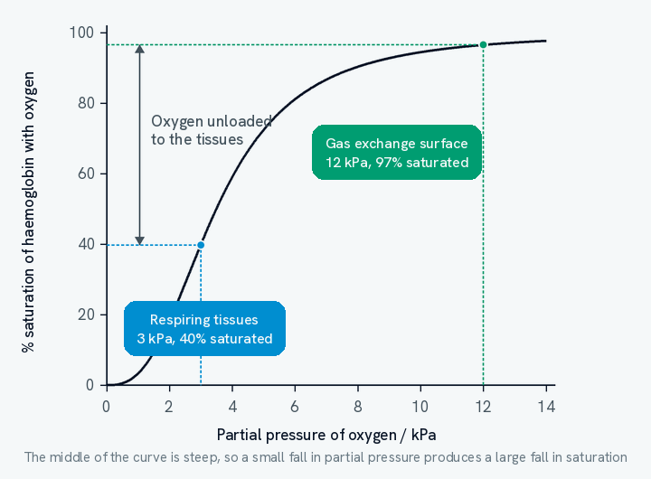 An oxyhaemoglobin dissociation curve, an S-shaped graph of percentage saturation of haemoglobin against partial pressure of oxygen in kilopascals. Two points are marked on the curve. At the gas exchange surface, 12 kPa, haemoglobin is 97 per cent saturated. At a respiring tissue, 3 kPa, it is 40 per cent saturated. A double headed arrow spans the gap between those two saturations, labelled oxygen unloaded to the tissues