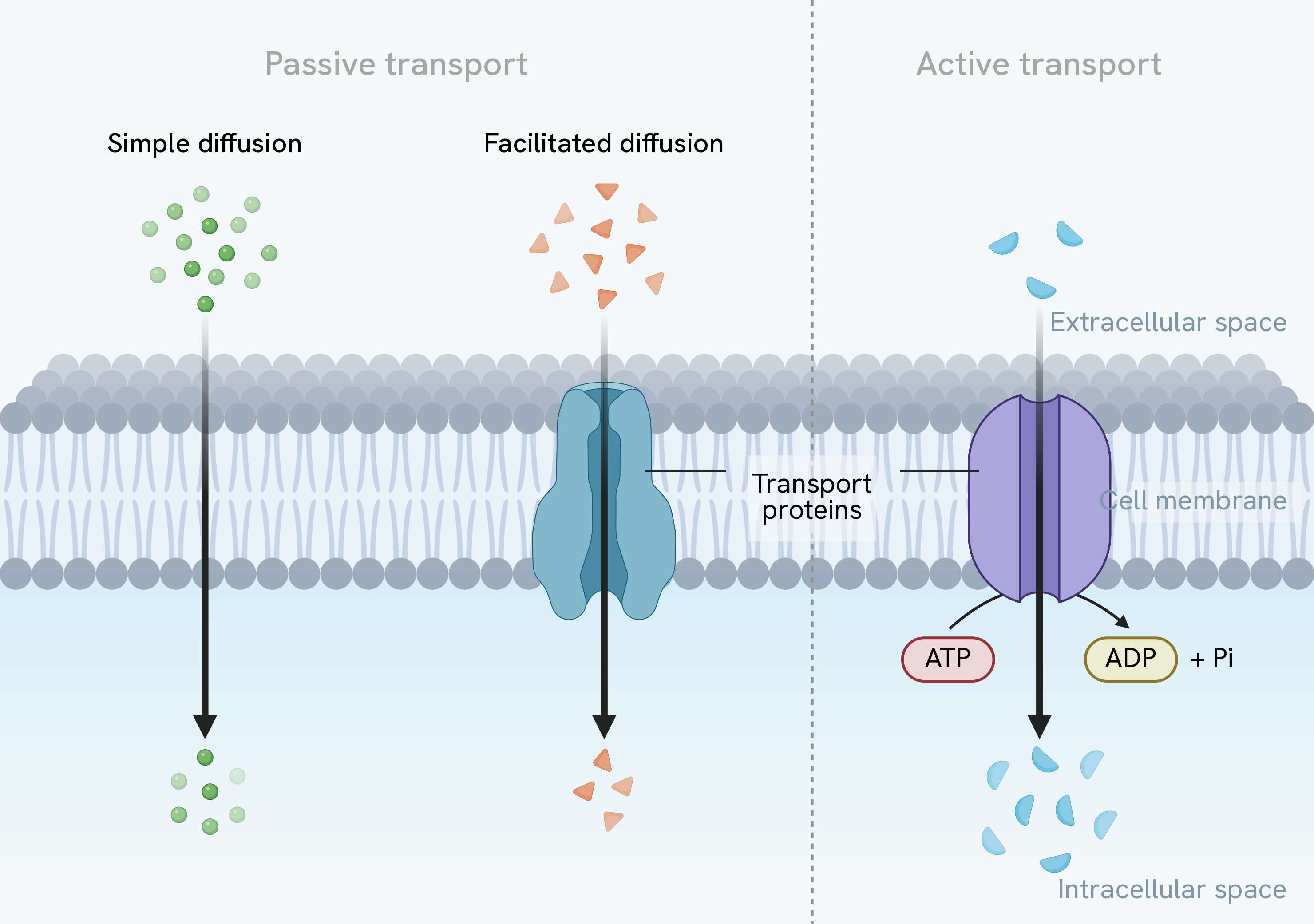 Passive and active transport compared across one cell membrane. On the passive side, simple diffusion takes small non-polar particles straight through the bilayer and facilitated diffusion takes others through a transport protein, both moving from the crowded extracellular side to the sparse intracellular side, down the gradient. On the active side a transport protein moves particles the other way, from the sparse side to the crowded side against the gradient, using energy from the hydrolysis of ATP to ADP and a phosphate group