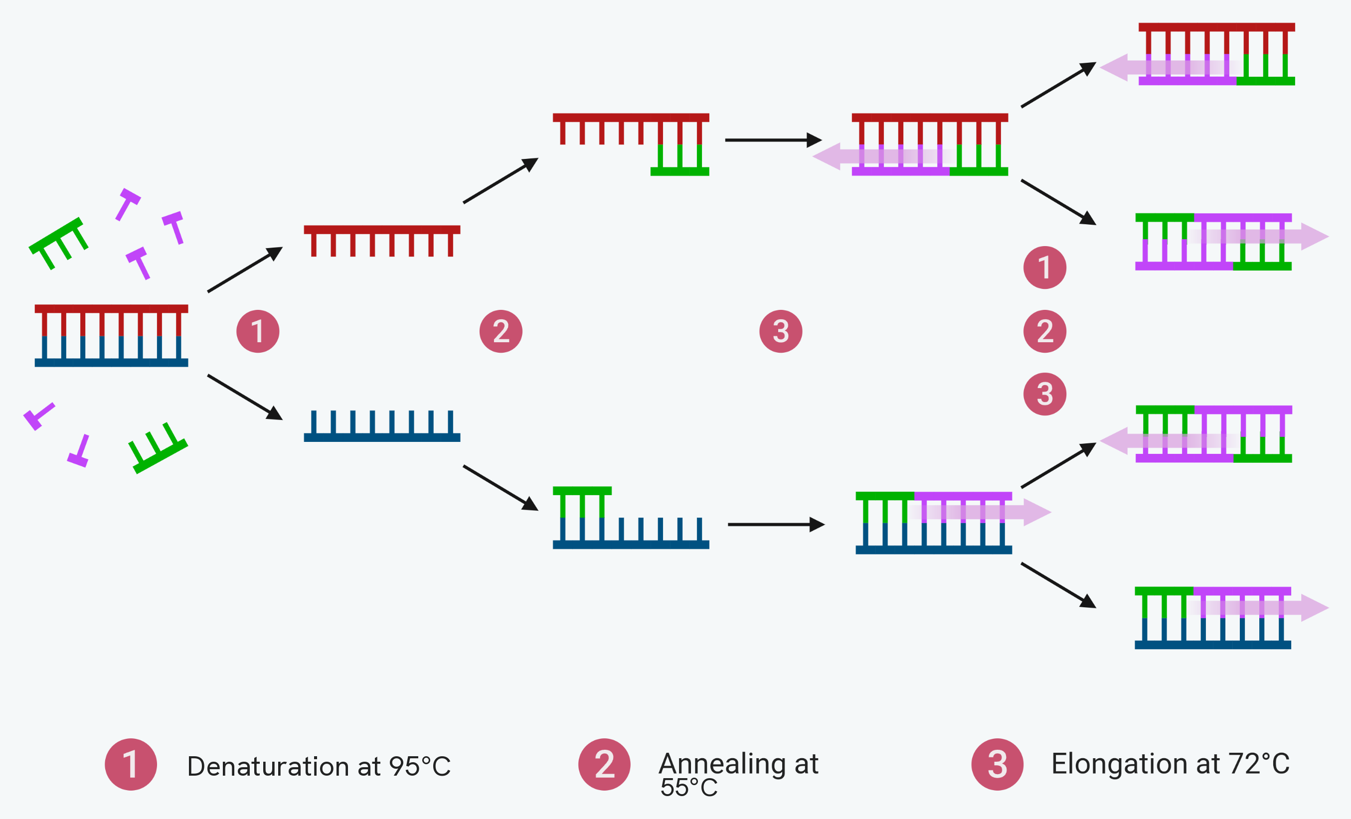 PCR as a branching diagram, starting from one double-stranded DNA fragment with free primers and nucleotides around it. At 95°C the two strands separate. At 55°C a primer binds to the end of each template strand. At 72°C DNA polymerase extends each primer along its template to build a new strand, giving two complete double strands. Both of those then go through the same three steps again, so one fragment becomes two and two become four