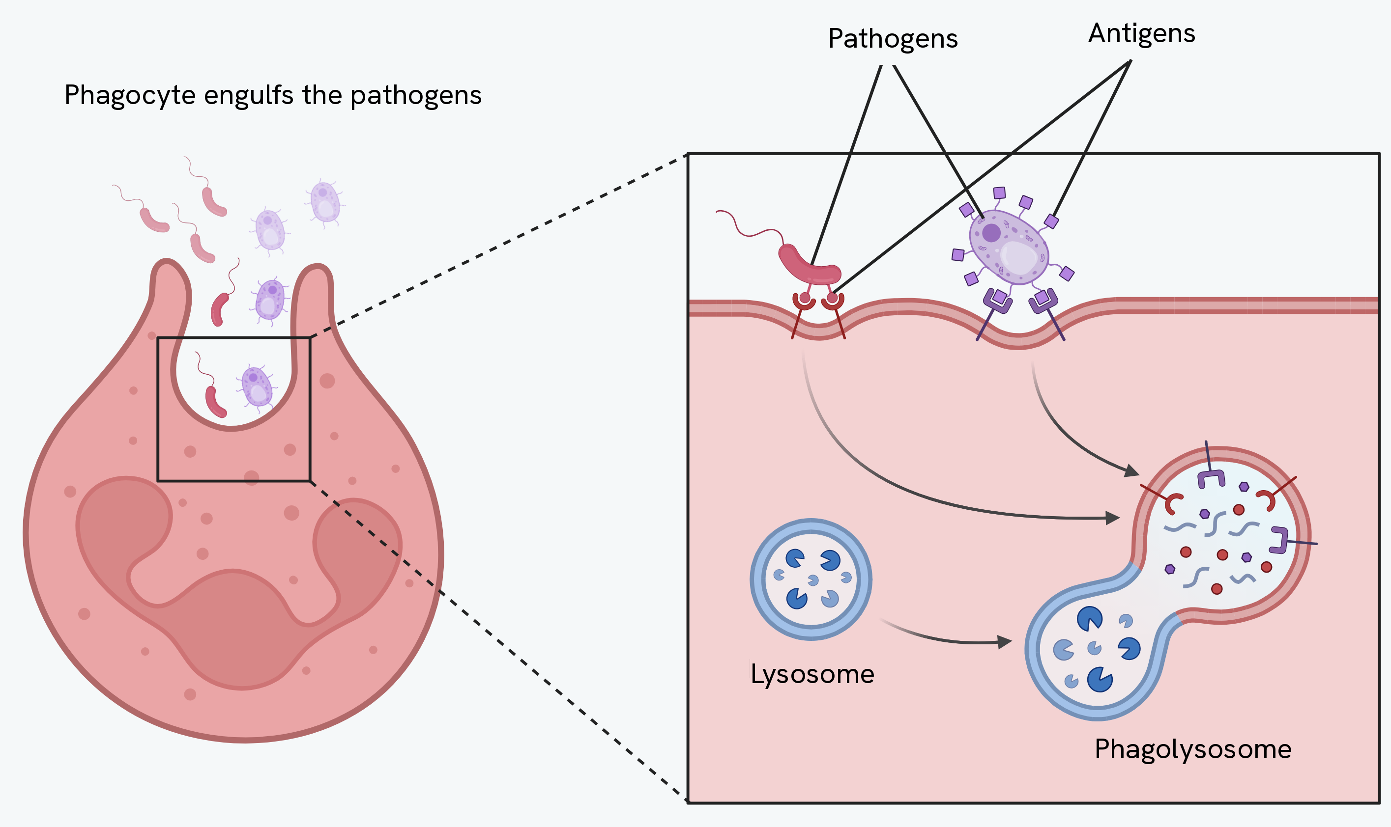 Phagocytosis, showing a phagocyte engulfing pathogens with their antigens, and a lysosome fusing with the vesicle to form a phagolysosome that digests the pathogen