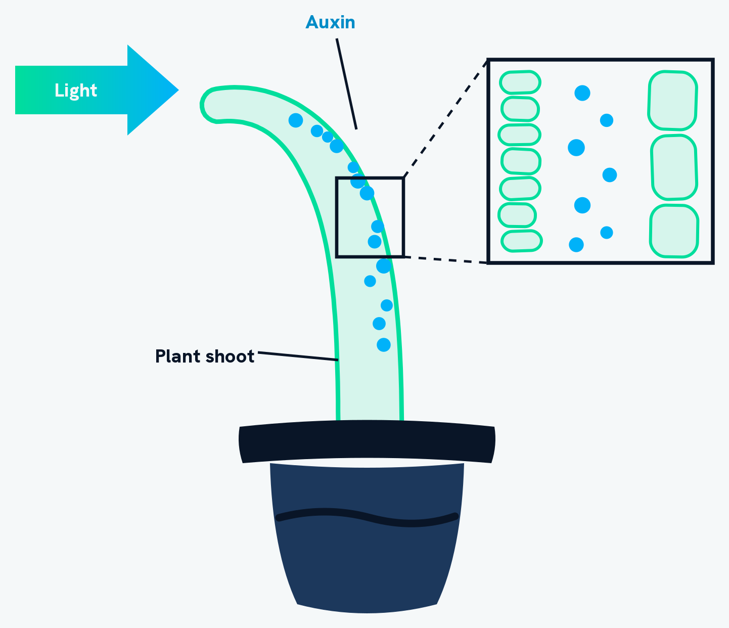 A potted shoot curving towards light coming from the left. Auxin, drawn as blue dots, is gathered down the shaded side of the shoot, the side away from the light. An inset magnifies a small block of the shoot and shows the cells on either side of it: those on the lit side are short and flat, while those on the shaded side, where the auxin is, have elongated