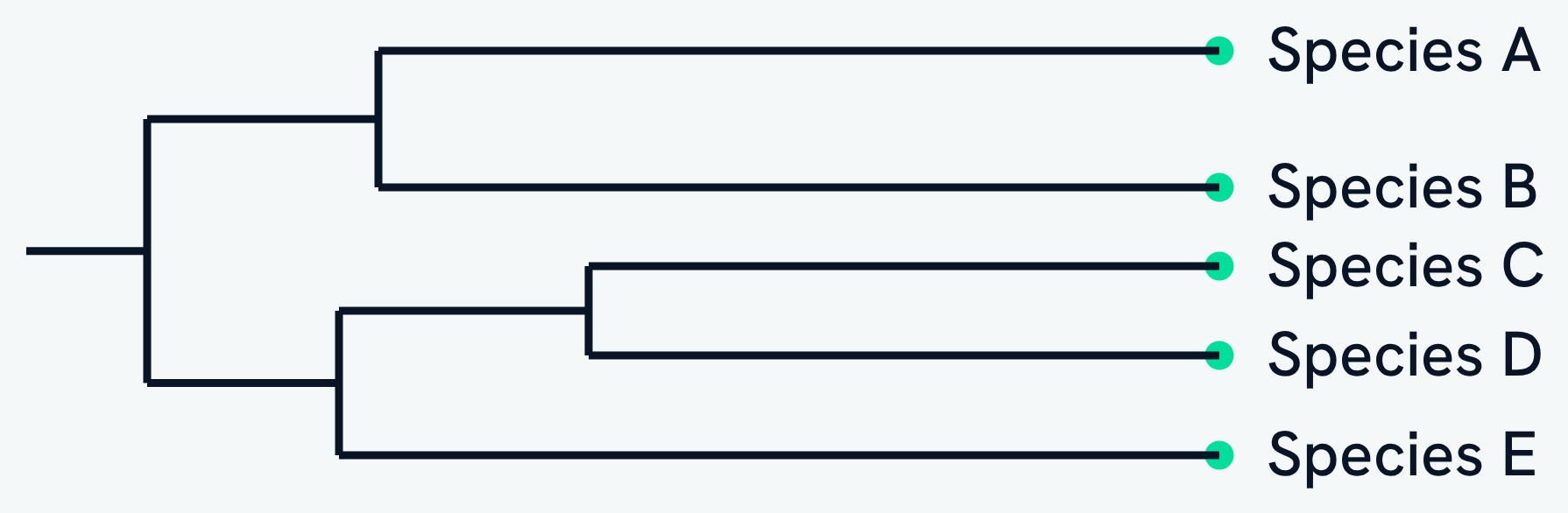 A phylogenetic tree of five species. Each branch point is a common ancestor, so species C and D, which meet at a branch point close to the tips, are more closely related than species A and E, whose branches join near the root