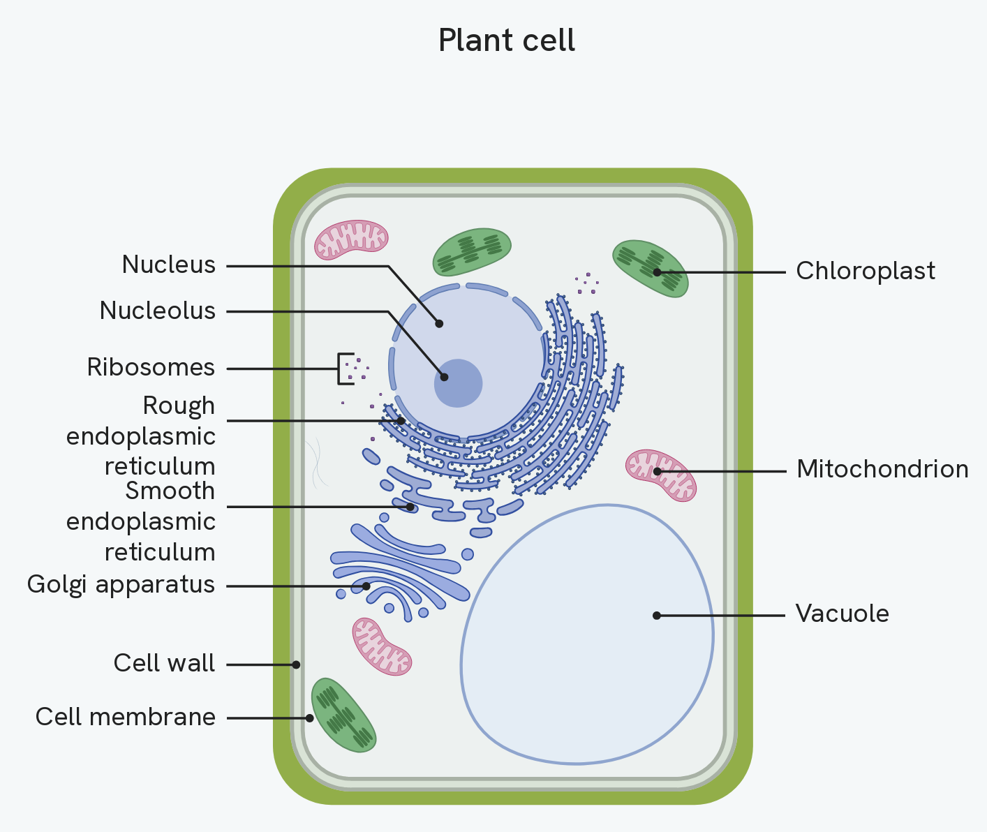 A generalised plant cell, labelling the cell wall outside the cell membrane, the large permanent vacuole and the chloroplasts, alongside the organelles it shares with an animal cell: the nucleus and its nucleolus, mitochondria, ribosomes, the rough and smooth endoplasmic reticulum and the Golgi apparatus