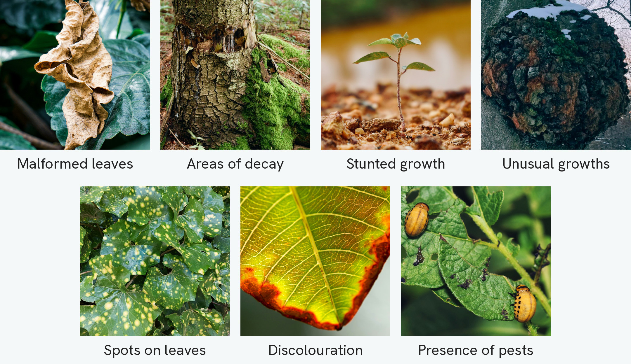 Seven photographs of diseased plants, labelled. A dried and curled brown leaf among healthy green ones; a tree trunk with its bark broken open and rotting; a single tiny seedling in dry stony soil; a rounded lumpy growth swelling out of a tree trunk; a mass of leaves covered in pale yellow spots; a leaf turning yellow and red from its edges inwards; and two orange beetle grubs on a potato leaf they have chewed holes in