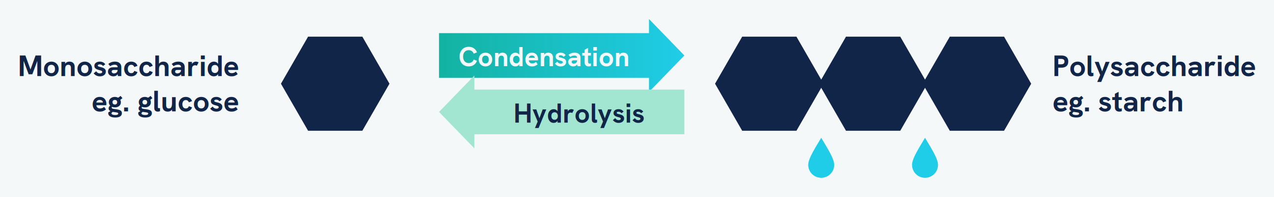 Monosaccharides such as glucose joined by condensation reactions to form a polysaccharide such as starch, releasing water. The reverse reaction, hydrolysis, breaks the polysaccharide back into monosaccharides.