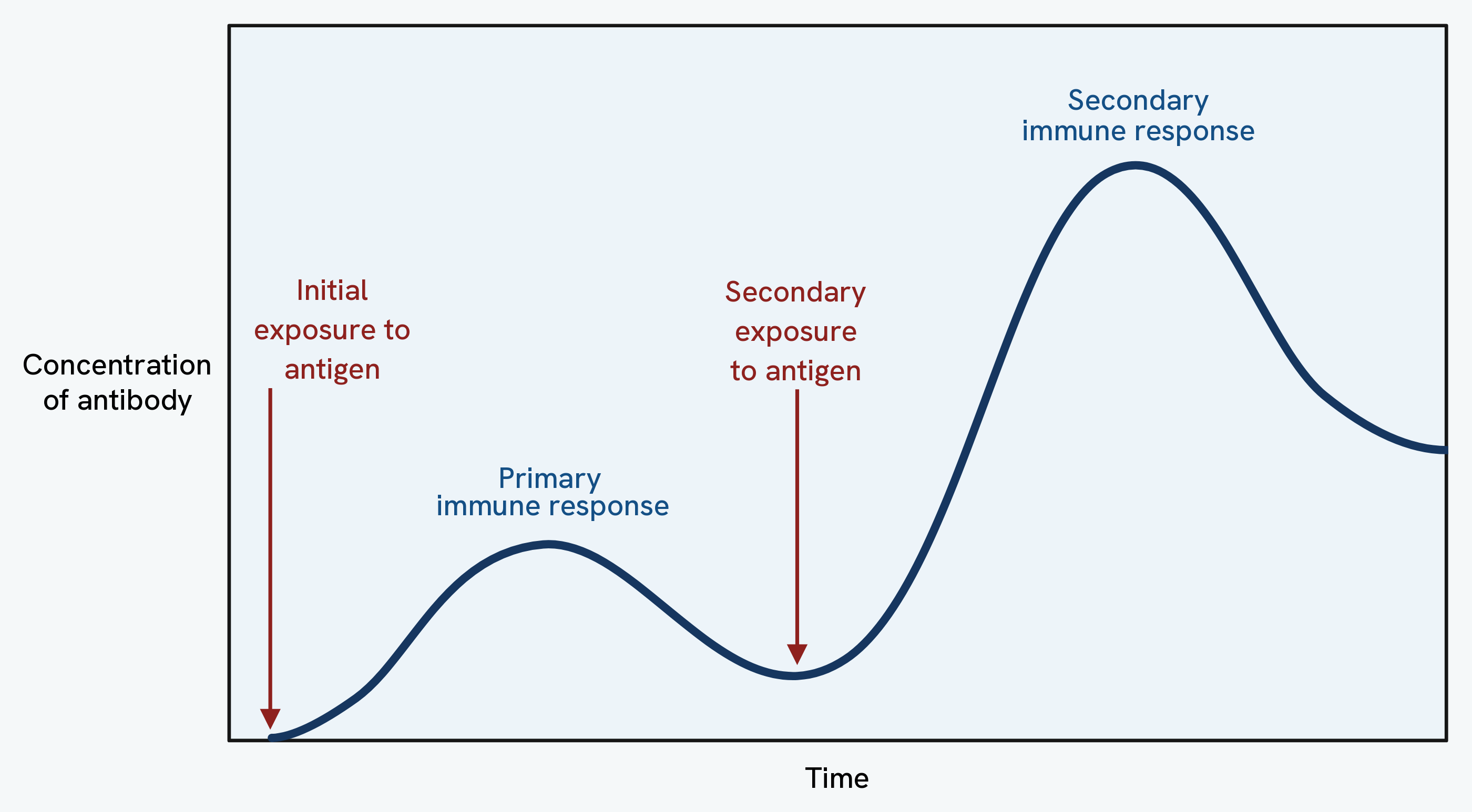 A graph of antibody concentration against time, showing a small, slow primary immune response after the initial exposure to antigen and a large, rapid secondary immune response after a second exposure to the same antigen