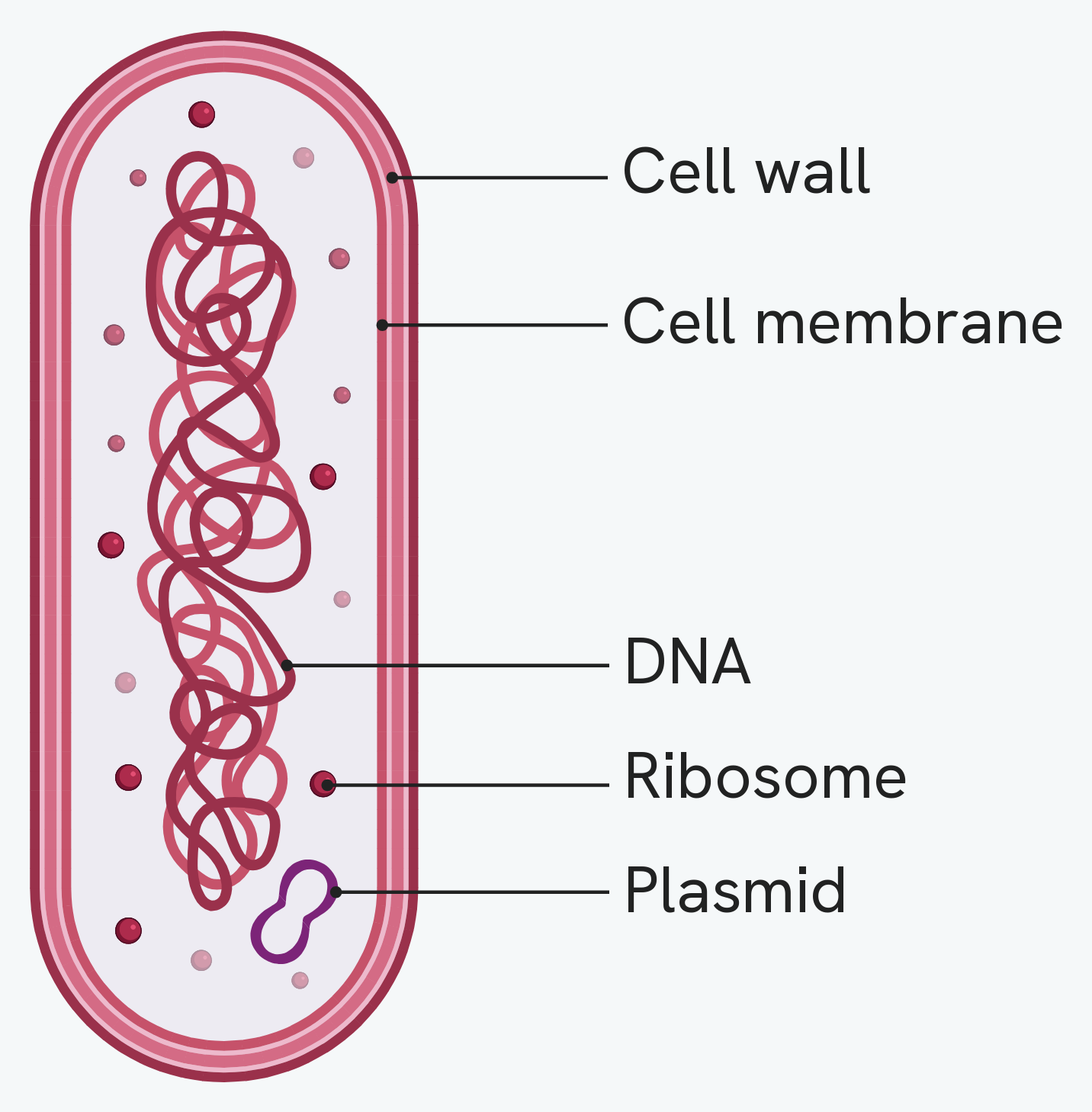A prokaryotic bacterial cell, labelling the cell wall around the outside, the cell membrane inside it, the single loop of DNA free in the cytoplasm, the ribosomes, and a plasmid