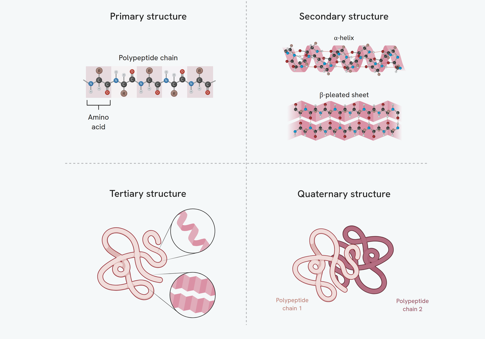 The four levels of protein structure. Primary structure is the sequence of amino acids joined in a polypeptide chain. Secondary structure is the coiling into an alpha helix or folding into a beta pleated sheet, held by hydrogen bonds. Tertiary structure is the overall three-dimensional folding of a single chain. Quaternary structure is two or more polypeptide chains joined together.