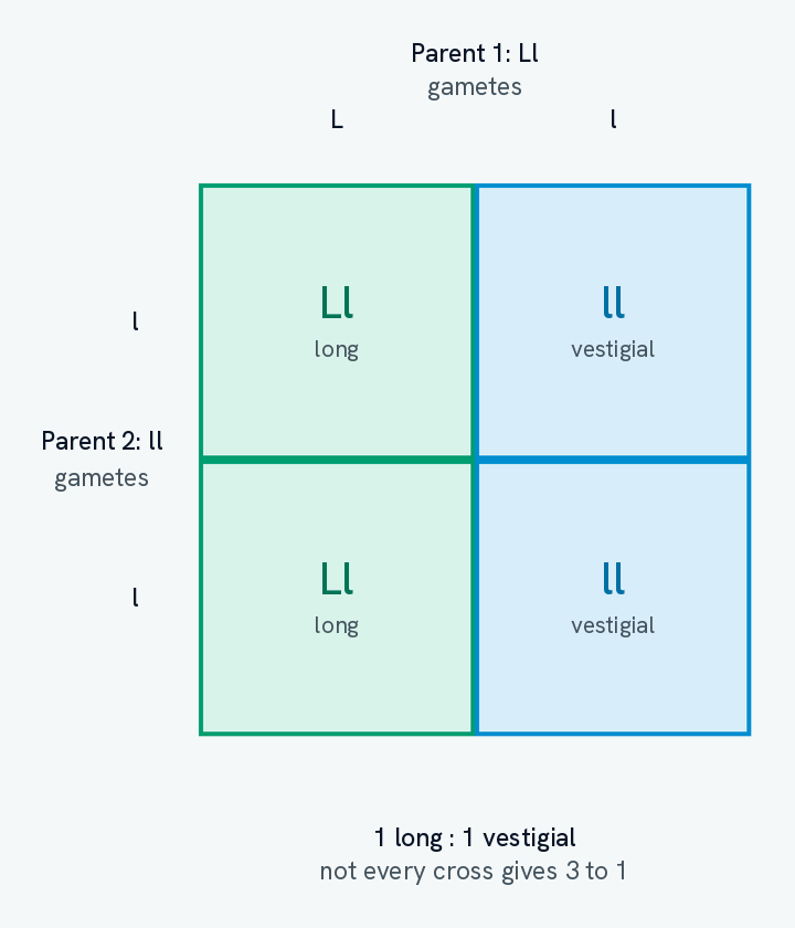 A Punnett square for Ll crossed with ll. One parent's gametes, L and l, run along the top and the other parent's two l gametes down the side. The four boxes read Ll long, ll vestigial, Ll long and ll vestigial, with the two long boxes in one colour and the two vestigial boxes in another