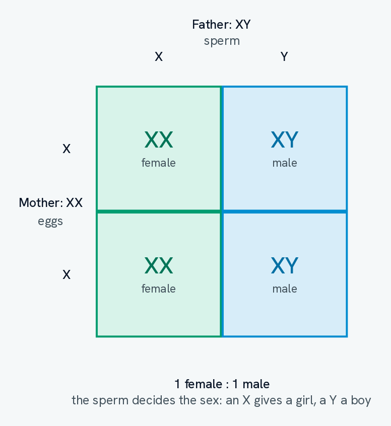 A Punnett square for a mother XX crossed with a father XY. The father's sperm, X and Y, run along the top and the mother's eggs, X and X, down the side, and the four boxes read XX female, XY male, XX female and XY male