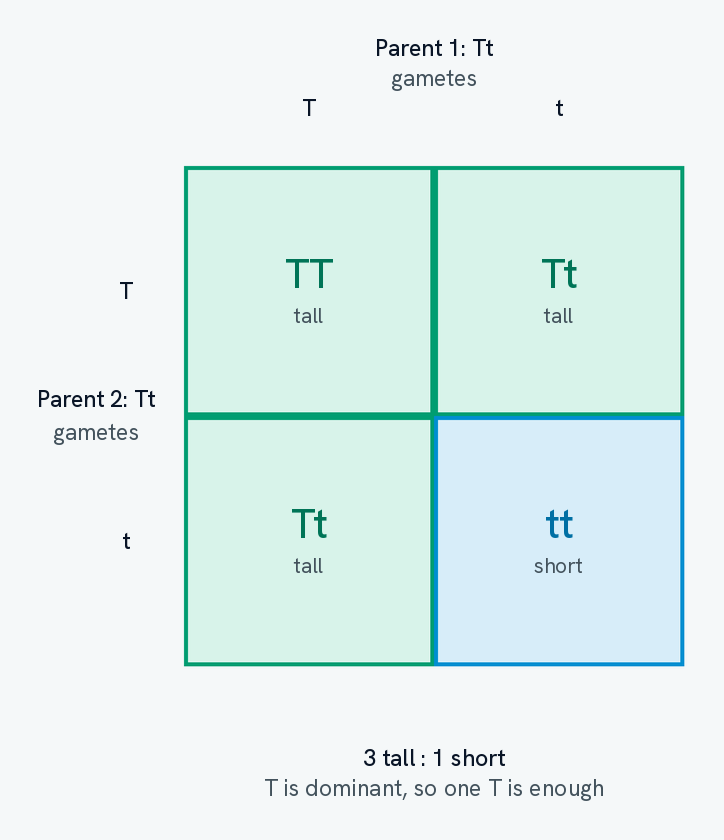 A Punnett square for Tt crossed with Tt. Each parent's gametes, T and t, run along the top and down the side, and the four boxes read TT tall, Tt tall, Tt tall and tt short, with the three tall boxes in one colour and the short box in another