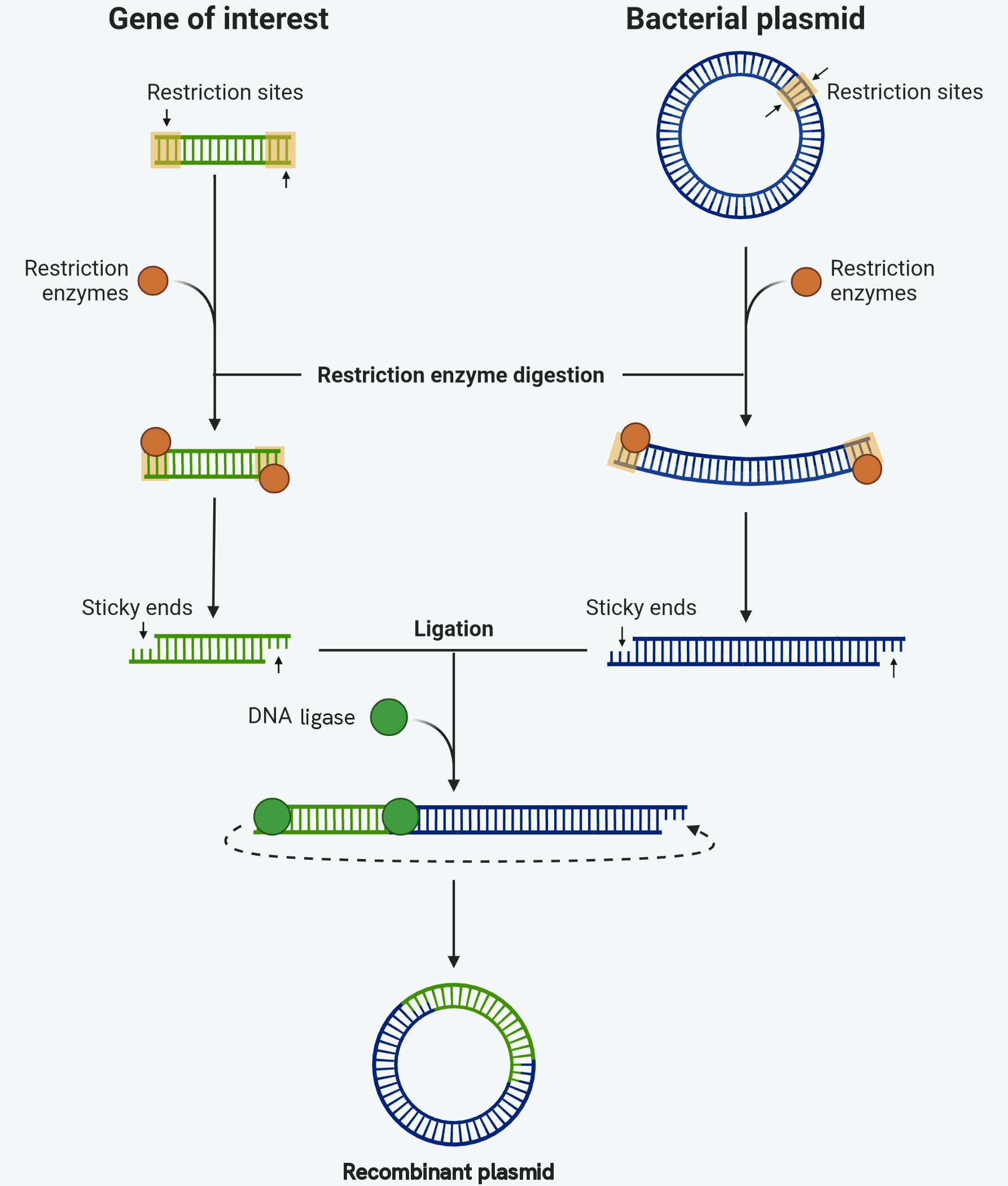 Two columns running down the page. On the left a gene of interest with a restriction site at each end; on the right a circular bacterial plasmid with restriction sites of its own. Restriction enzymes cut both, which opens the plasmid into a line and releases the gene, each with sticky ends. The two are then brought together and DNA ligase joins them, so the plasmid closes up again as a circle with the gene now part of it, labelled a recombinant plasmid