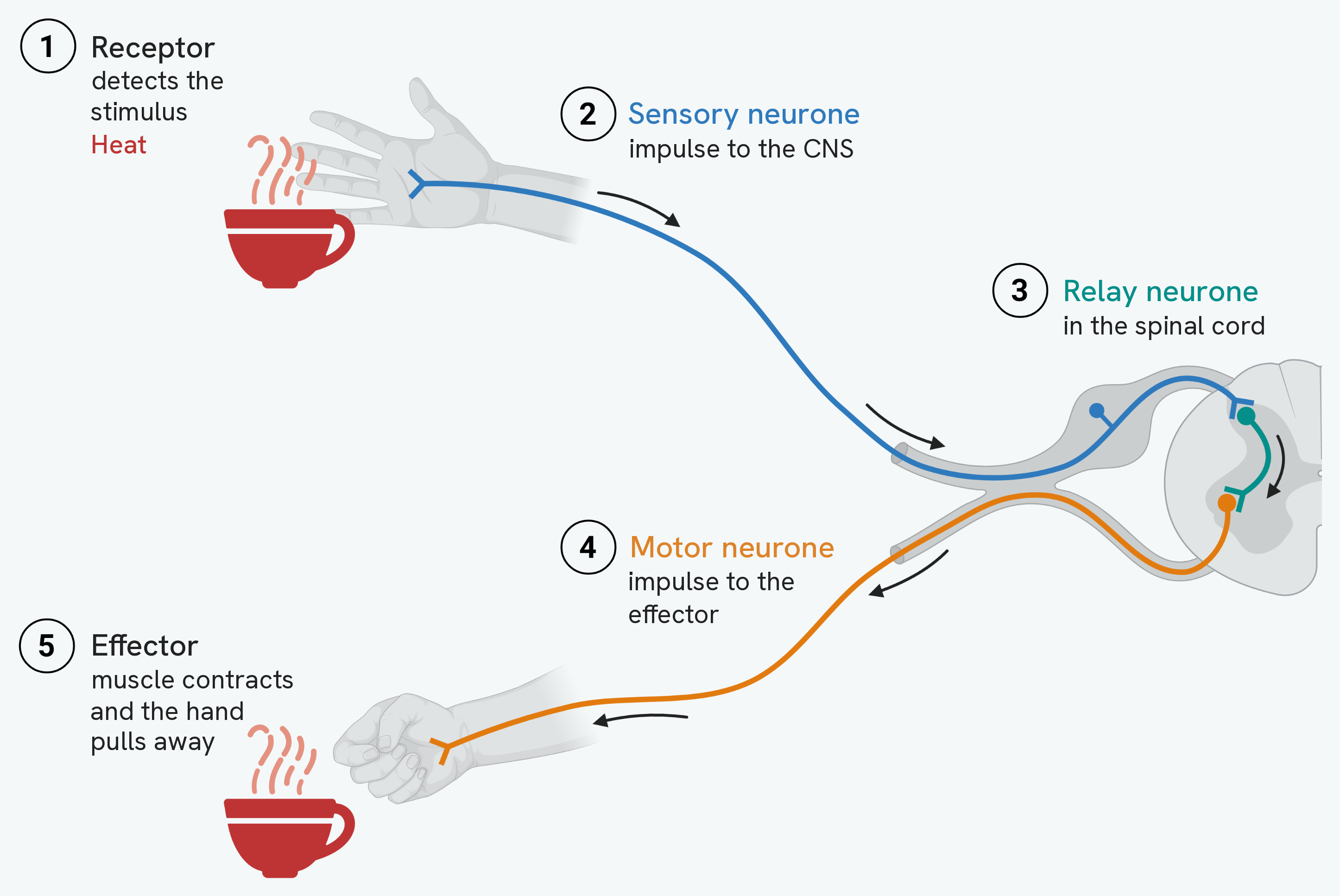 A simple reflex arc, numbered one to five, for a hand touching a hot cup. One, a receptor in the skin detects the stimulus, heat. Two, a sensory neurone carries the impulse to the central nervous system. Three, a relay neurone in the spinal cord passes it on. Four, a motor neurone carries the impulse out to the effector. Five, the effector, a muscle, contracts and the hand pulls away. The sensory neurone is drawn in blue, the relay neurone in the spinal cord in teal and the motor neurone in orange